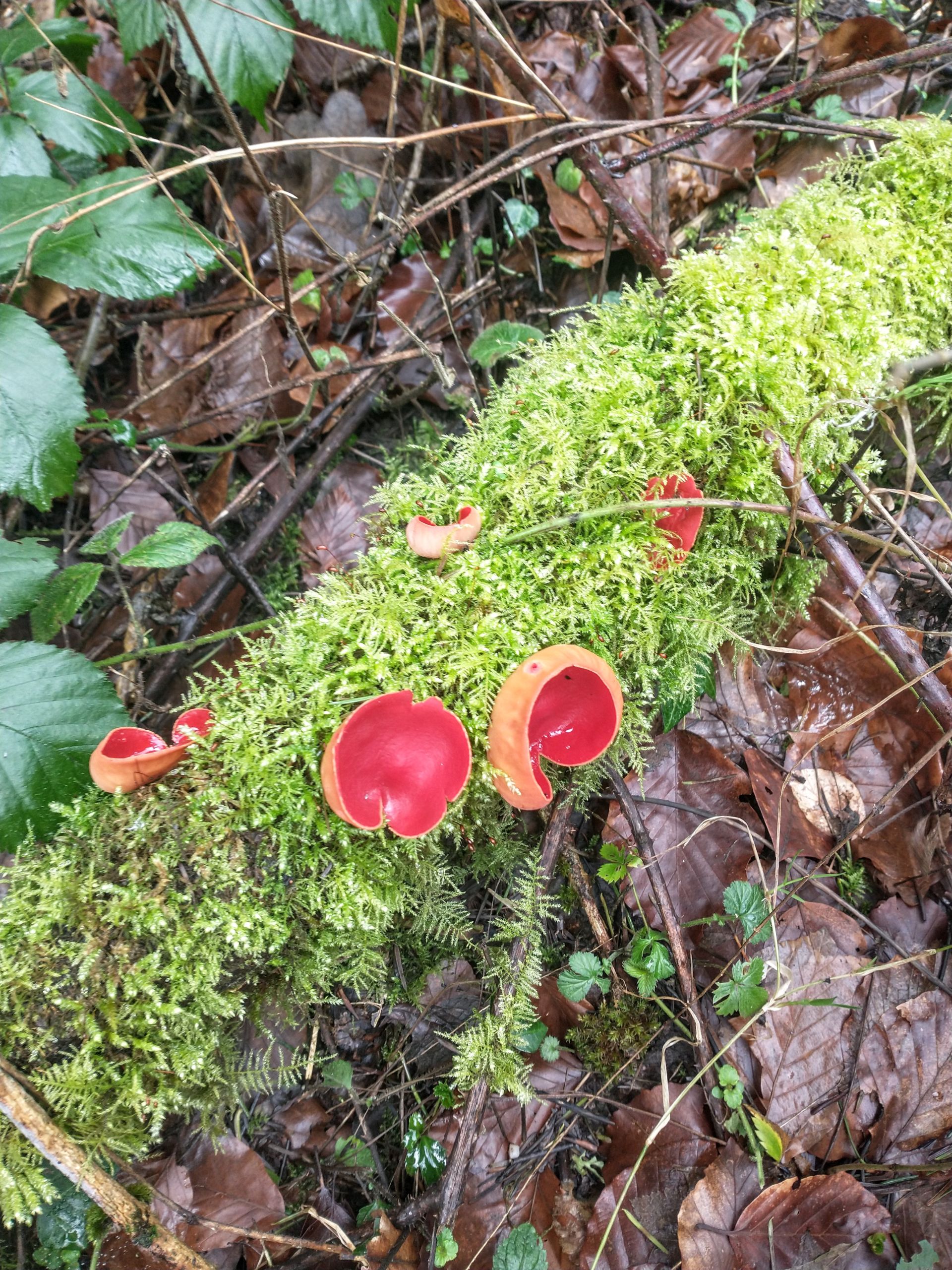 Scarlet Elf Cup