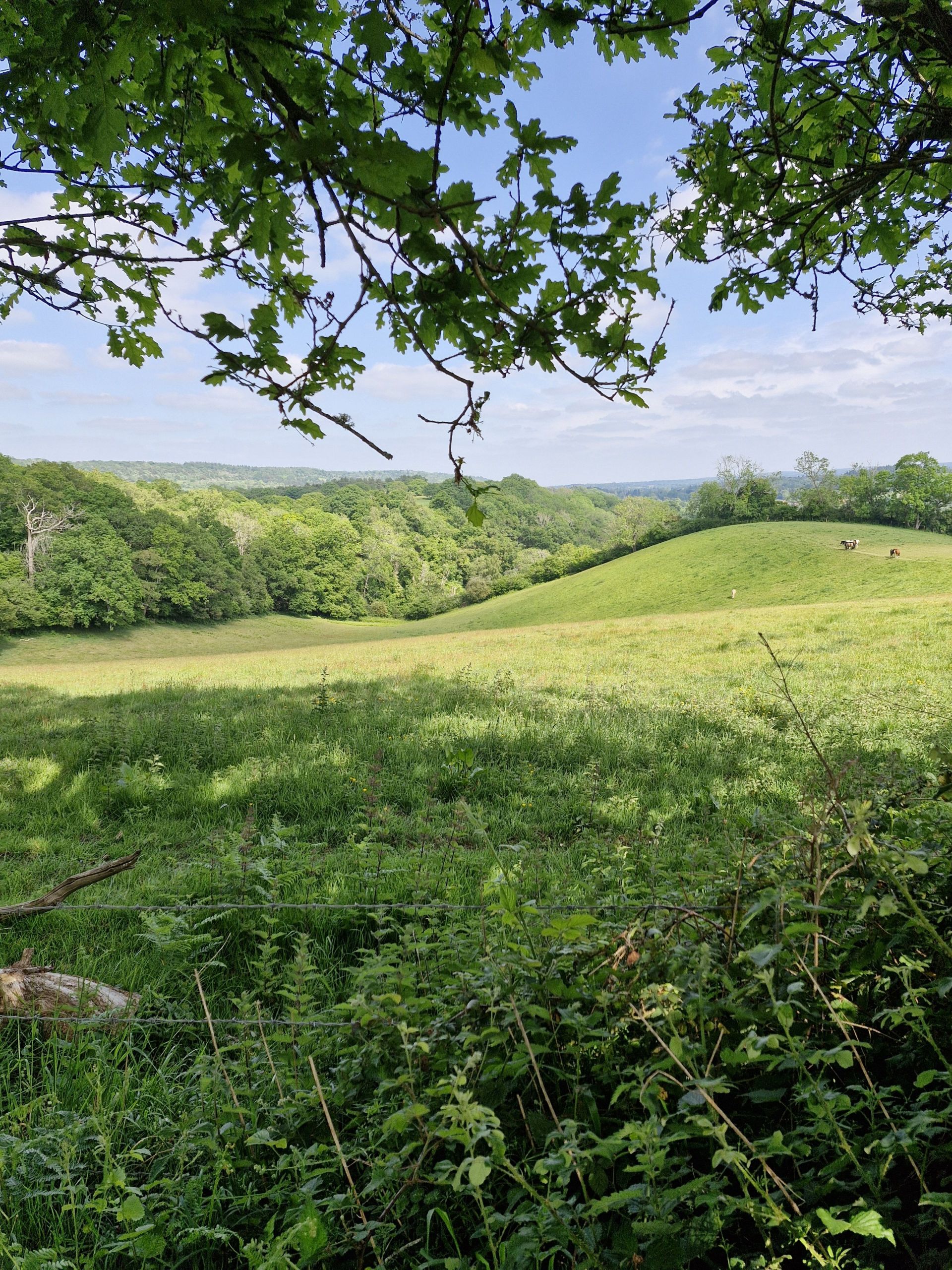 Sunshine over Chilworth
