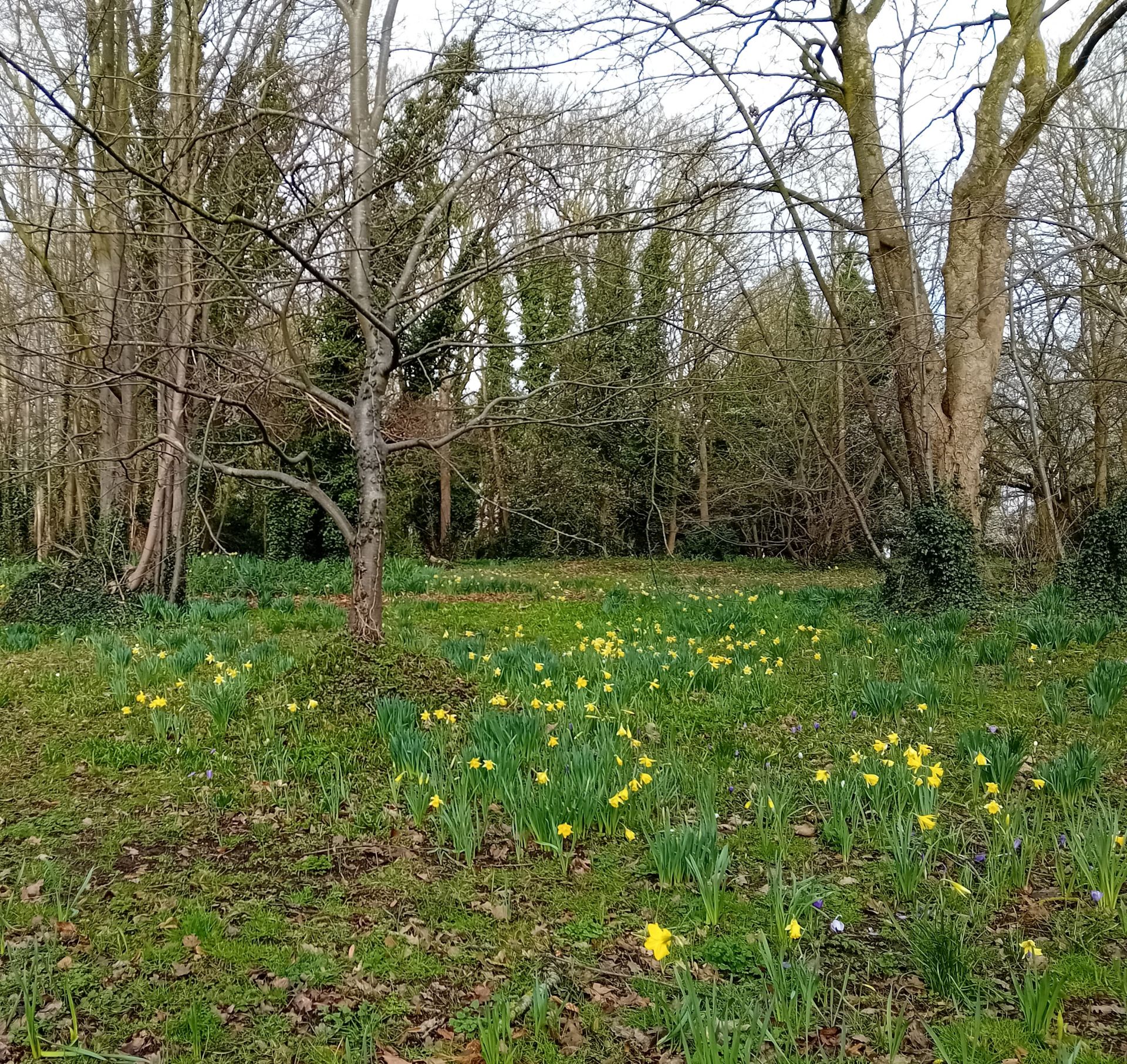 Grass, daffodils, trees.