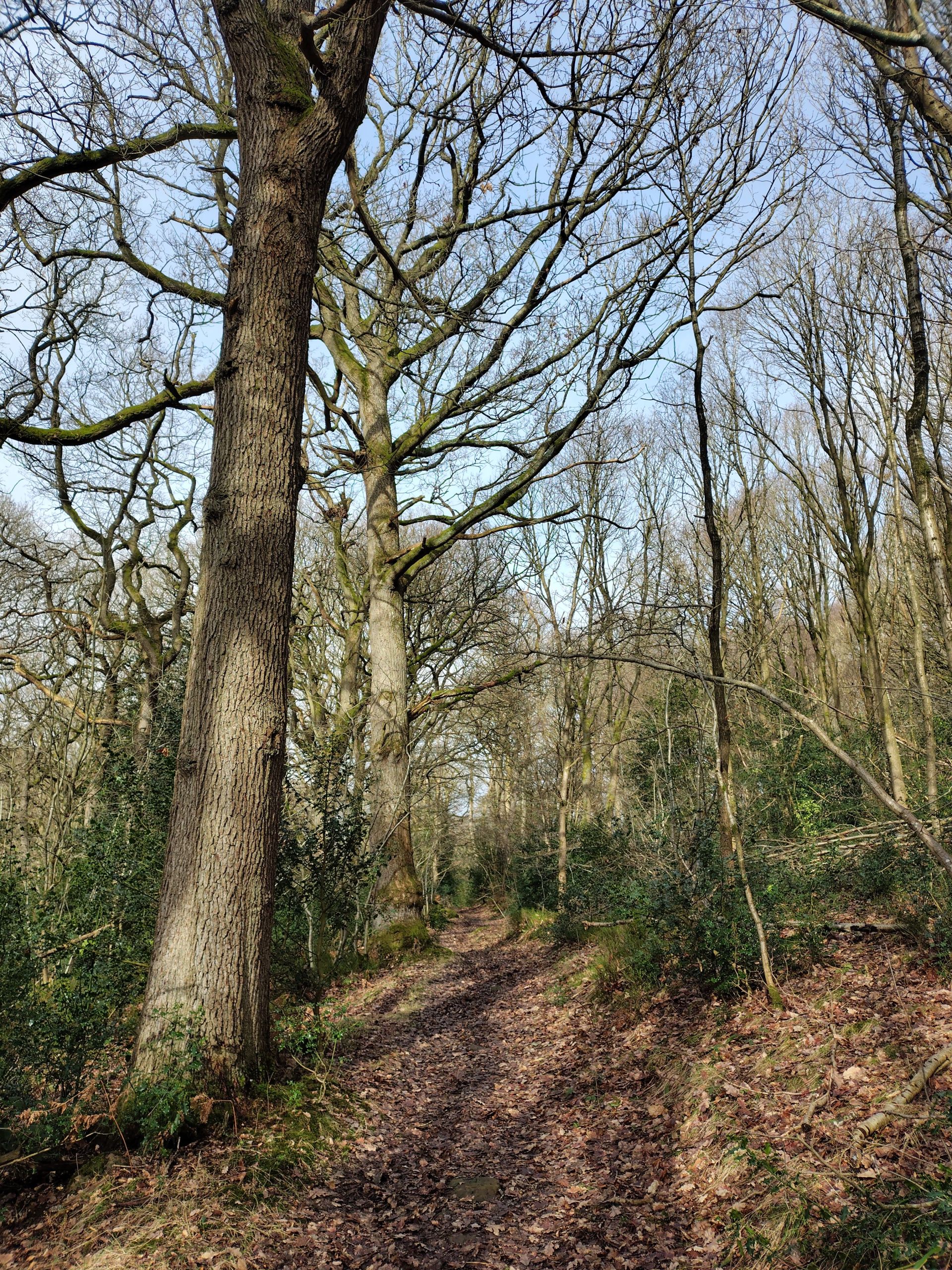 Birch Hagg plantation 
