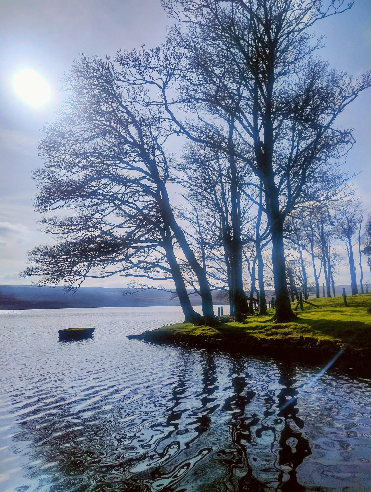 reservoir with trees