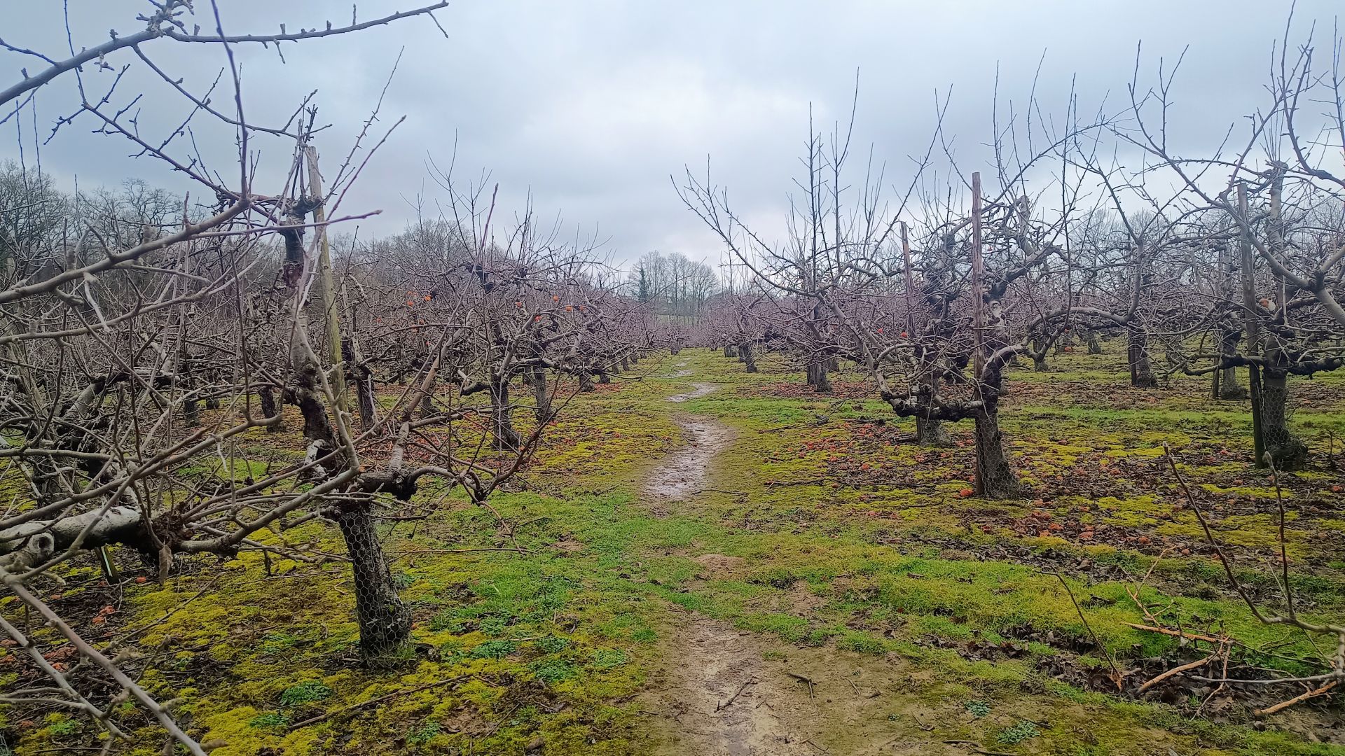 Sissinghurst Orchard
