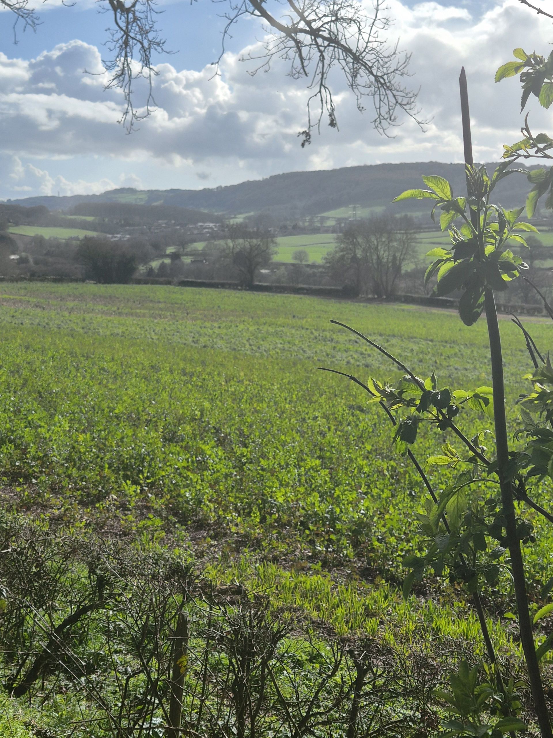 Views from Linton Ridge