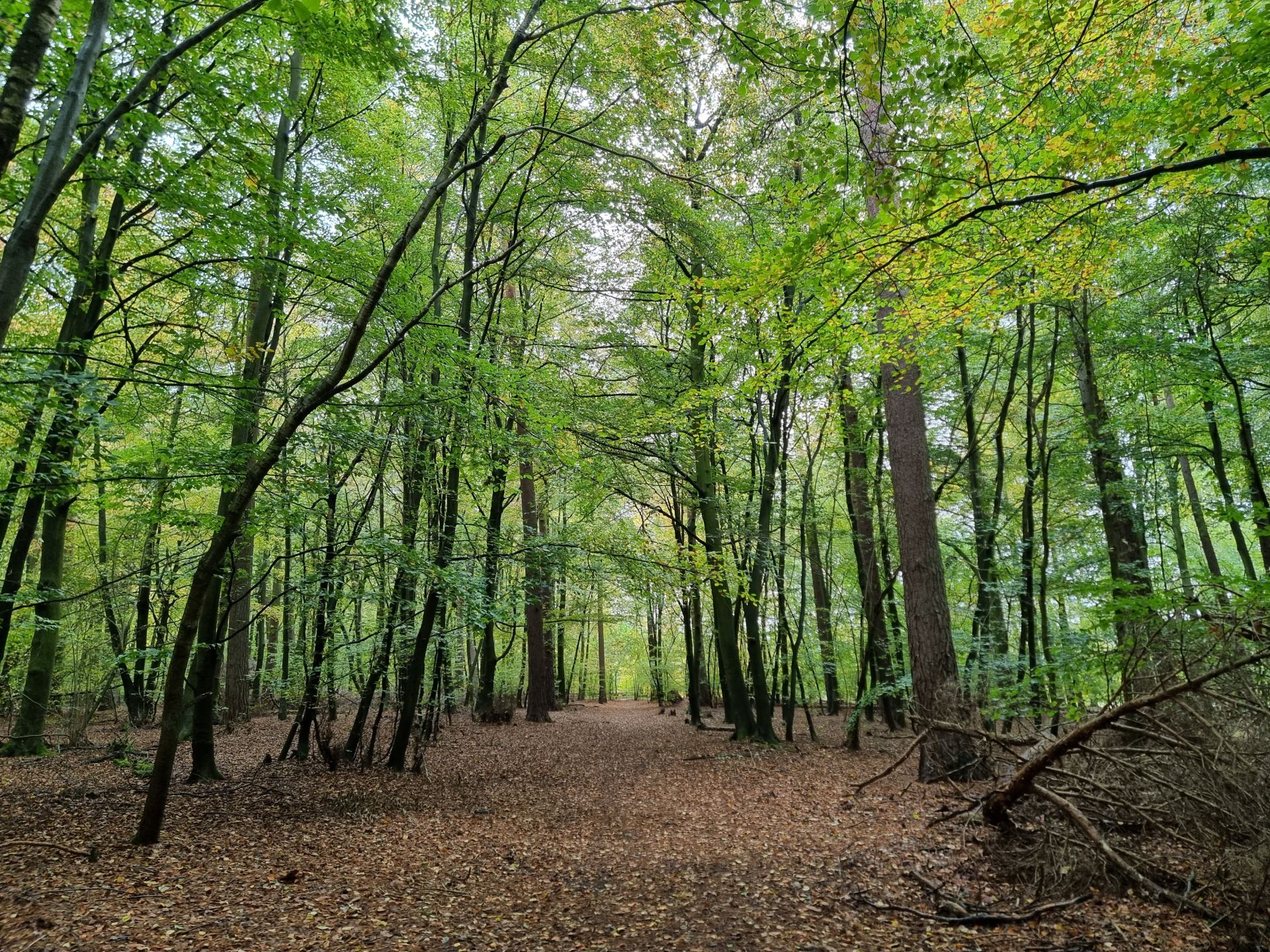 Brandon Country Park