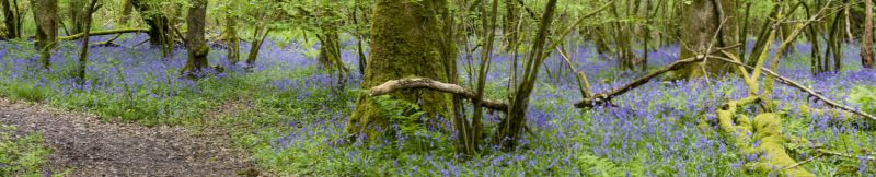 Bluebells in Coed Tregib