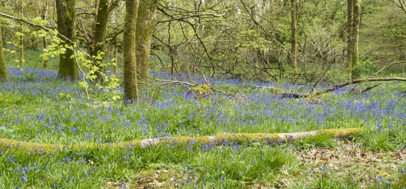 Bluebells in Dinefwr