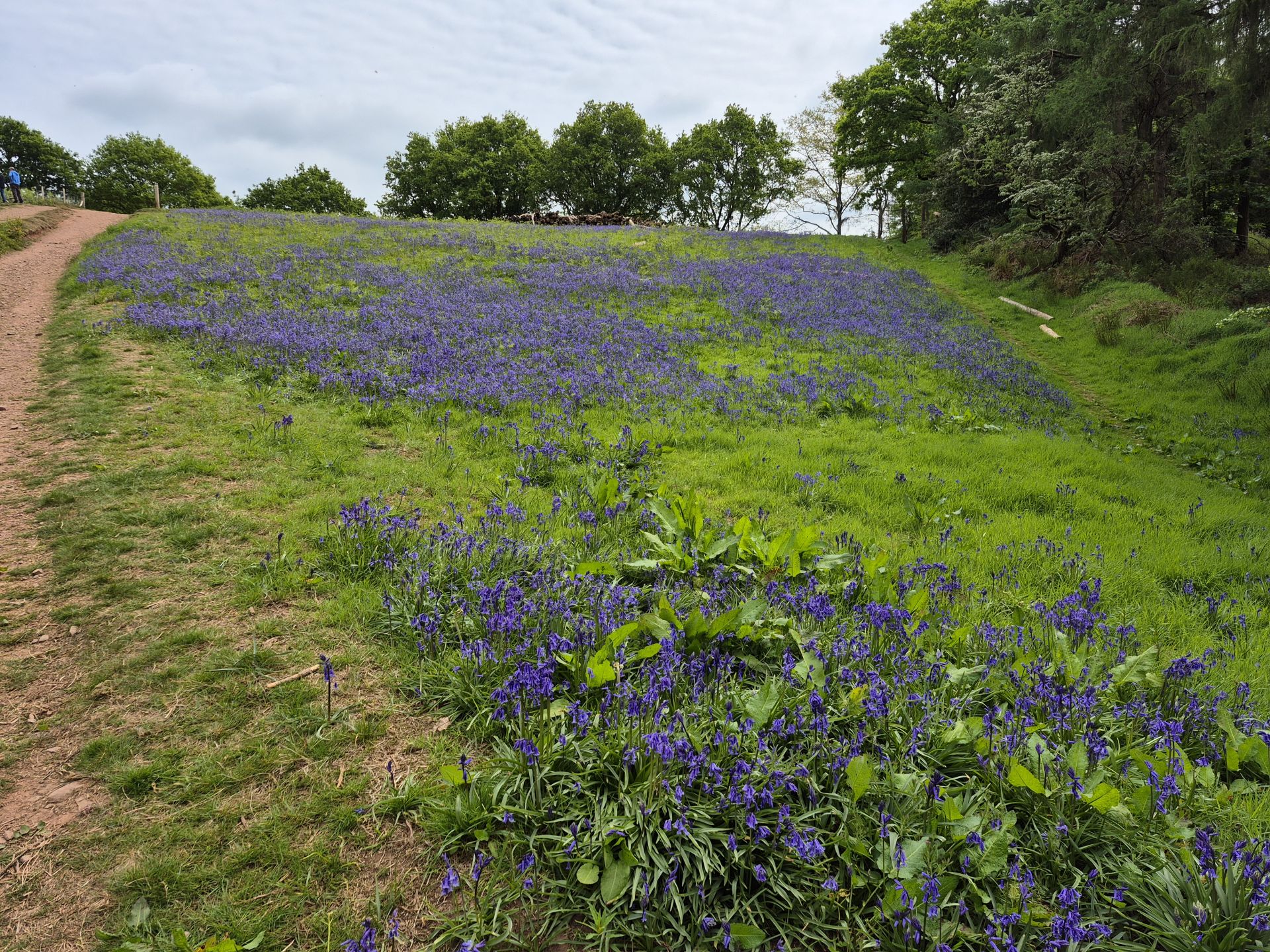 Blue Bells on Clent Hills