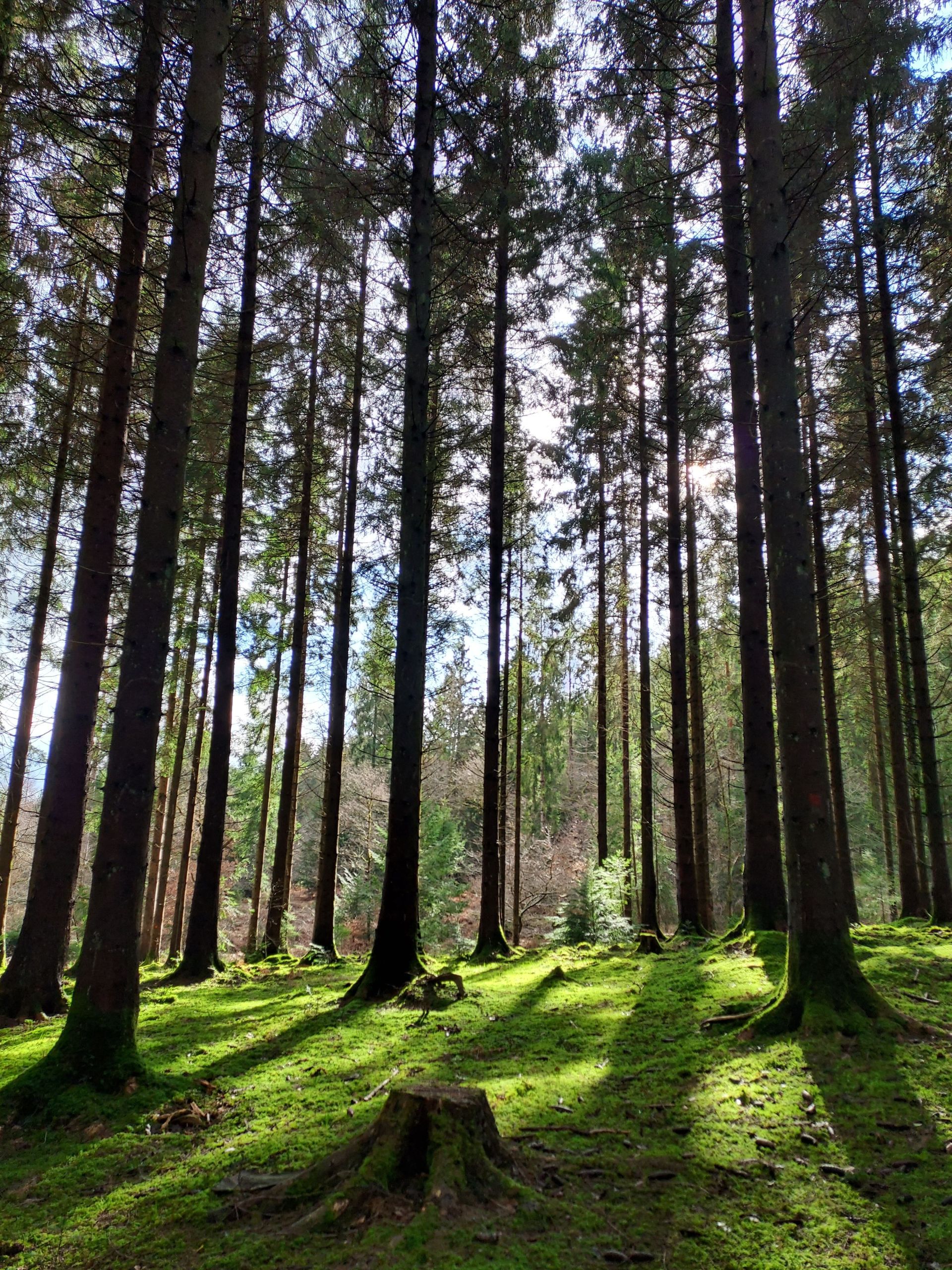 Trees with the sun shining through