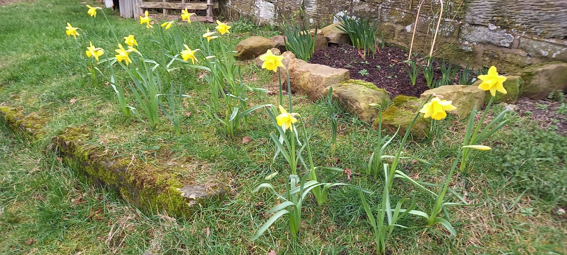 Row of daffodils on the way into low mill
