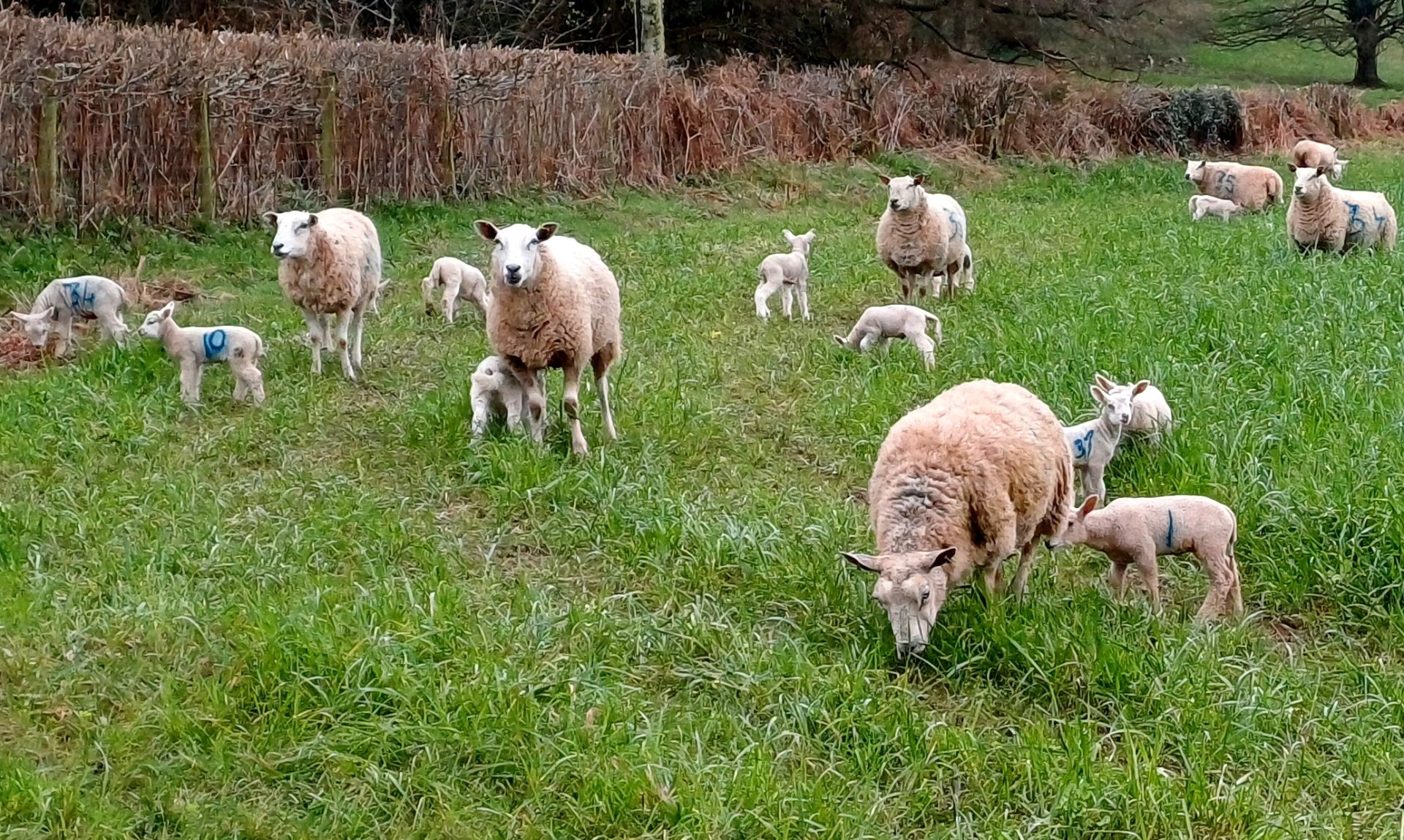 Lambs