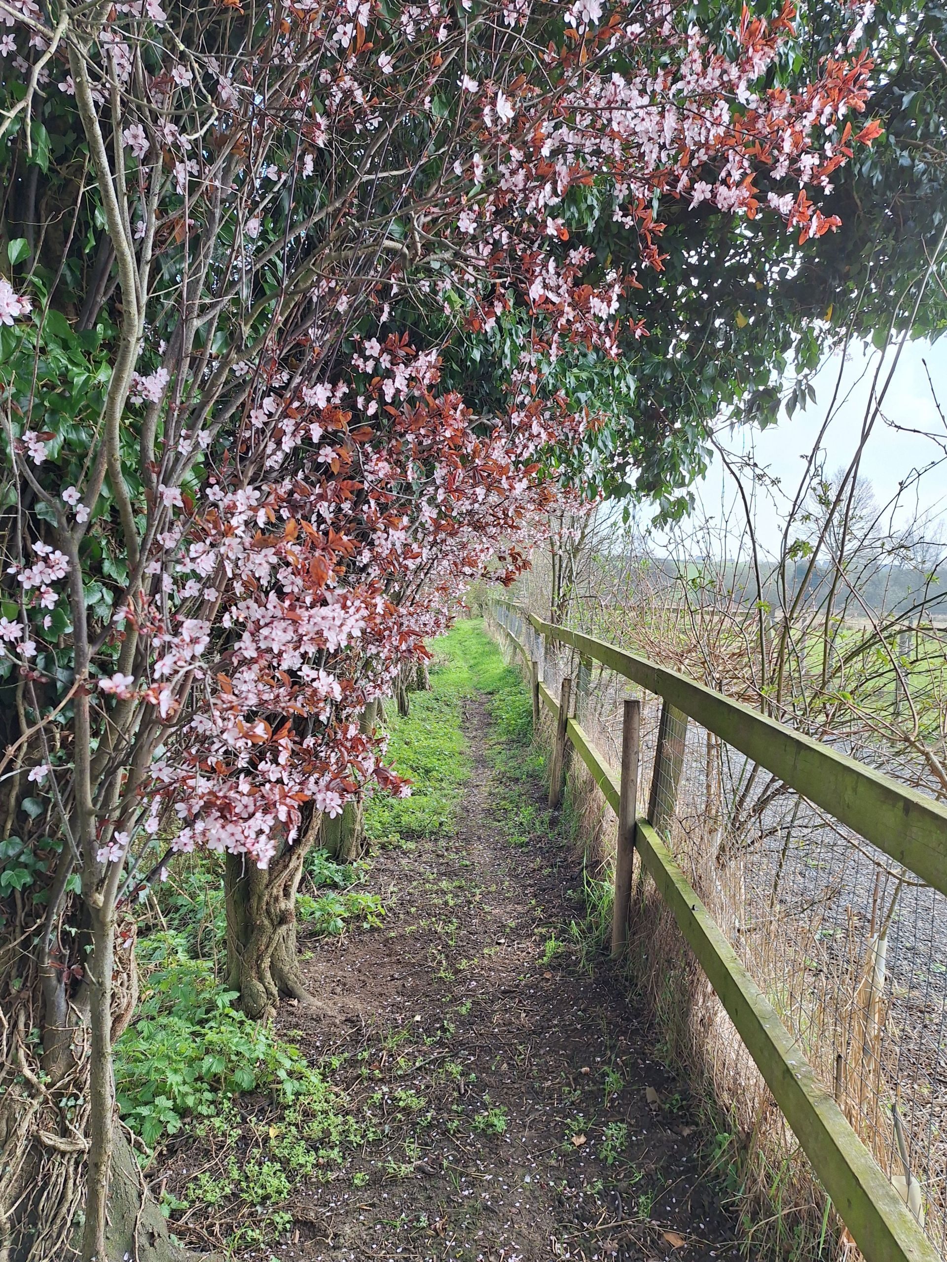 blossom along the path