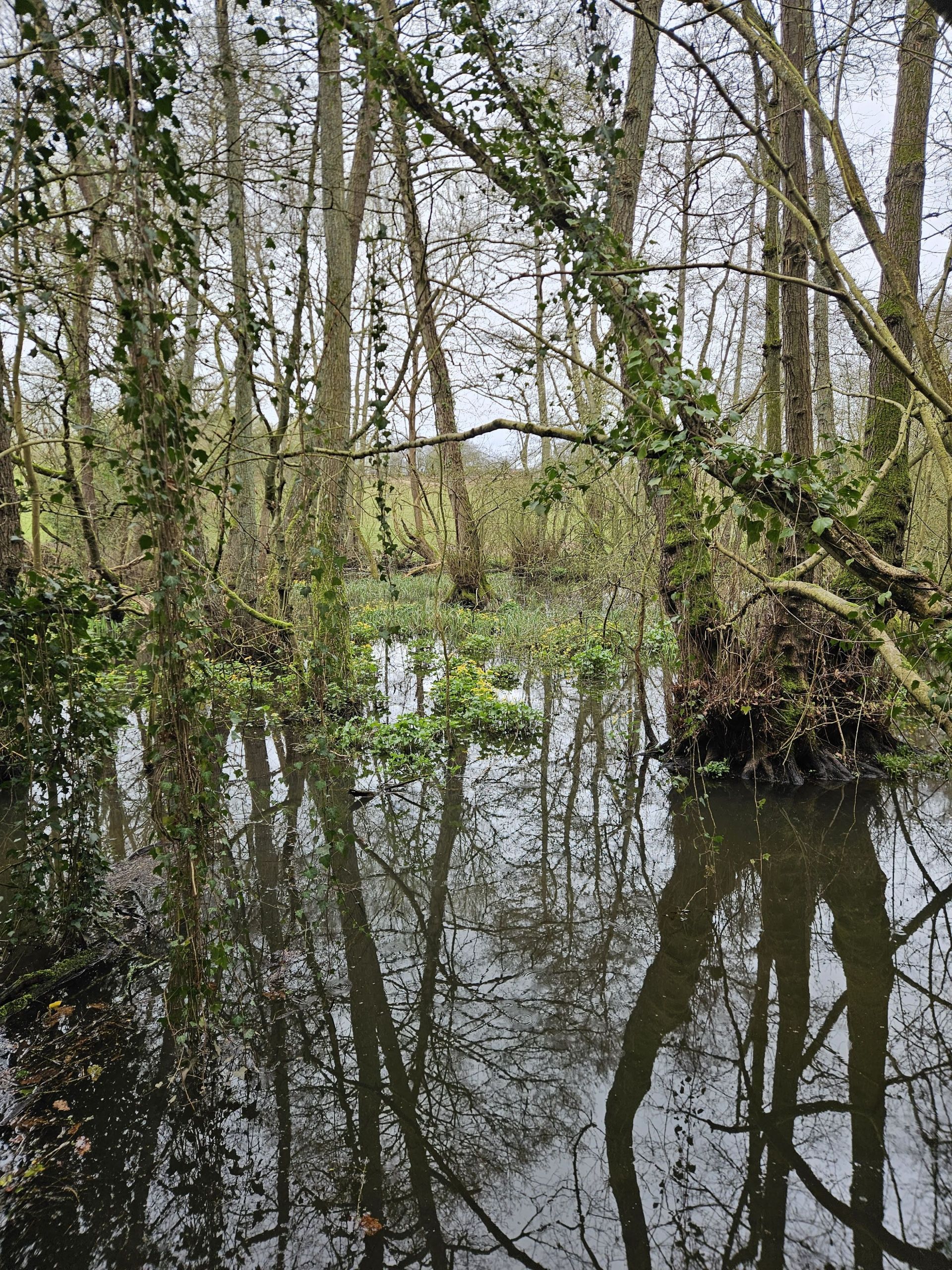 Wilden ponds