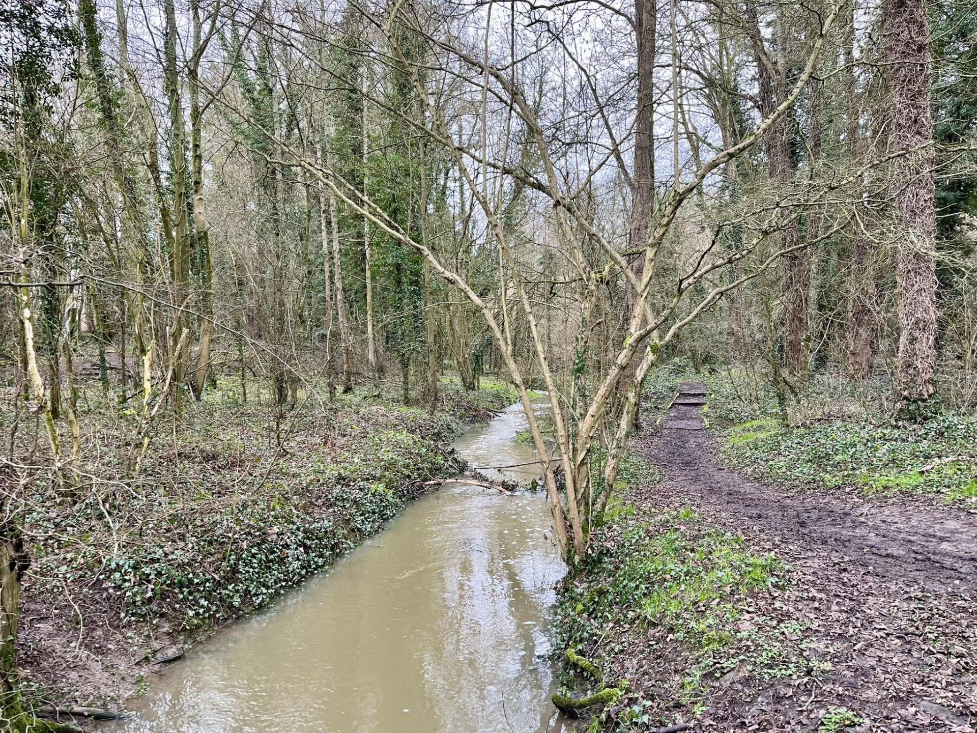 Woodland and a river