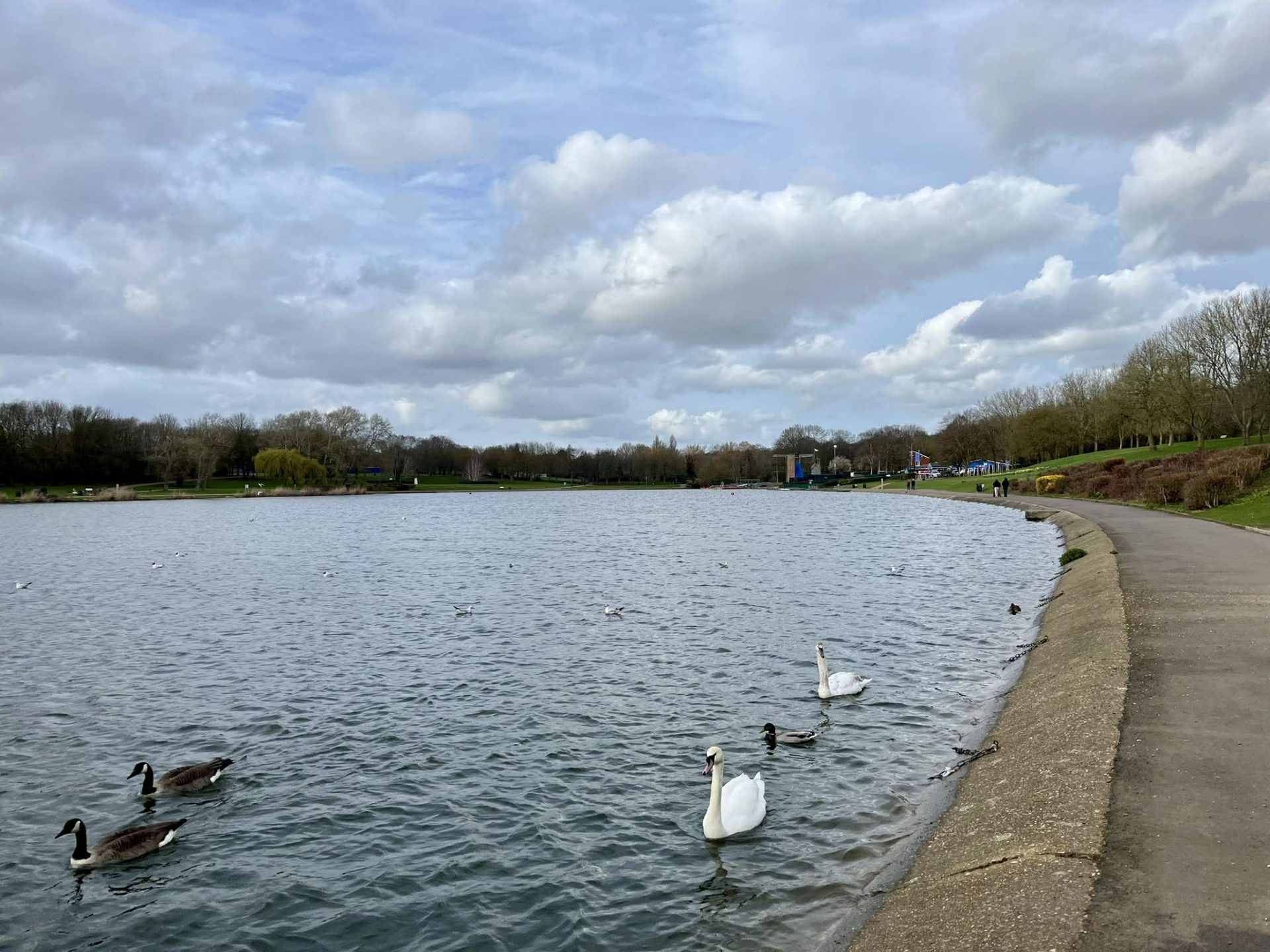 Lake with swans, ducks and geese