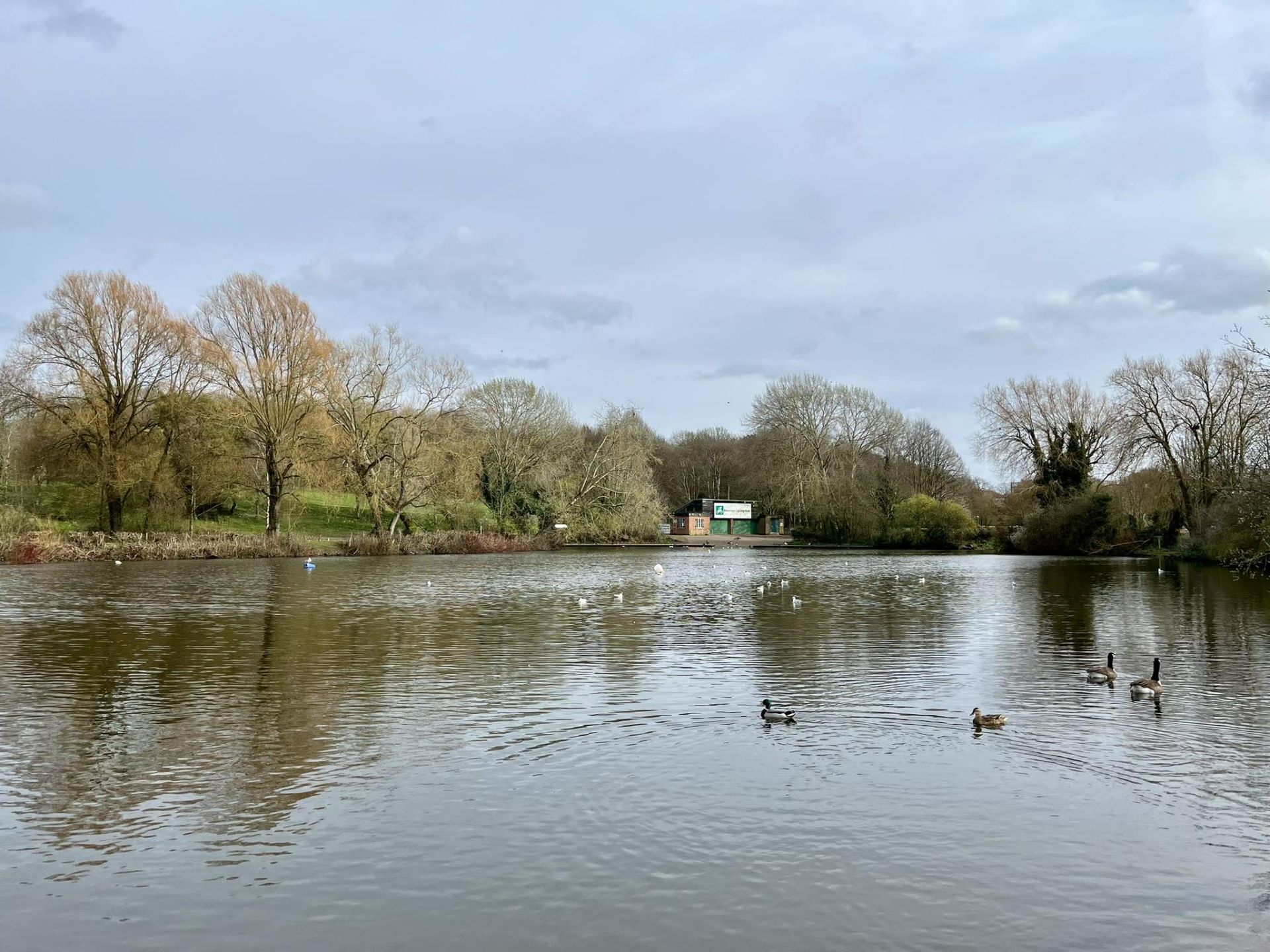 Lake with ducks and geese
