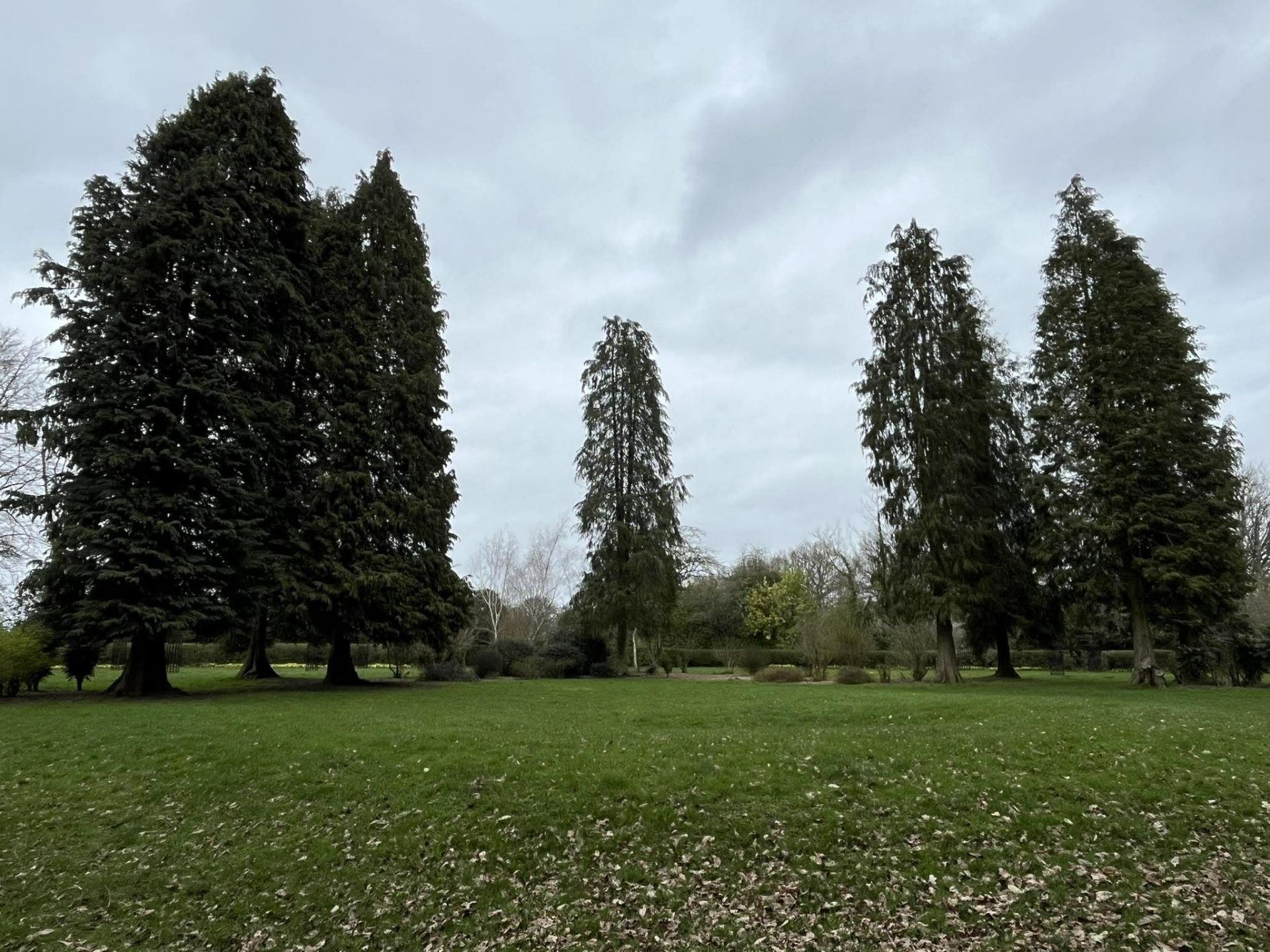 A circle of tall trees