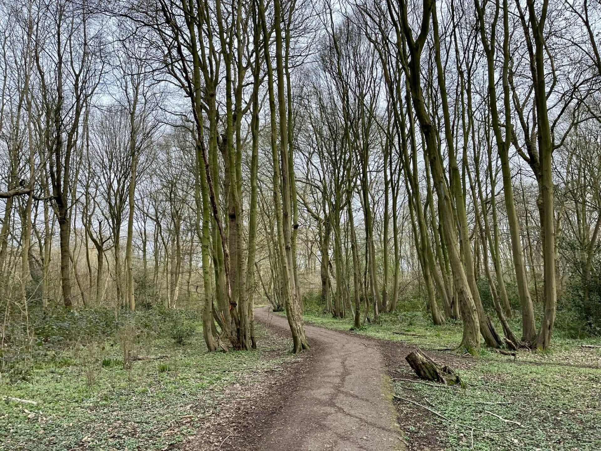A path through woodland