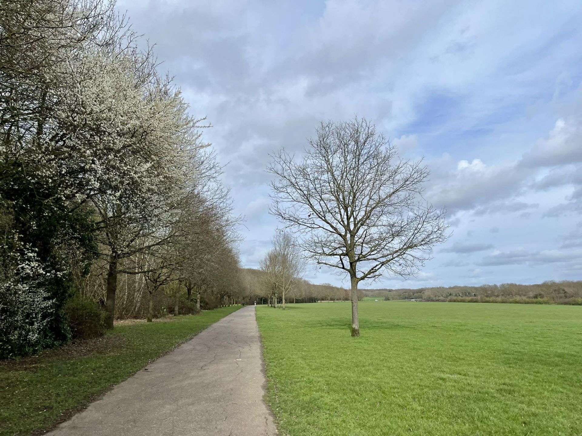 Path between woods and parkland