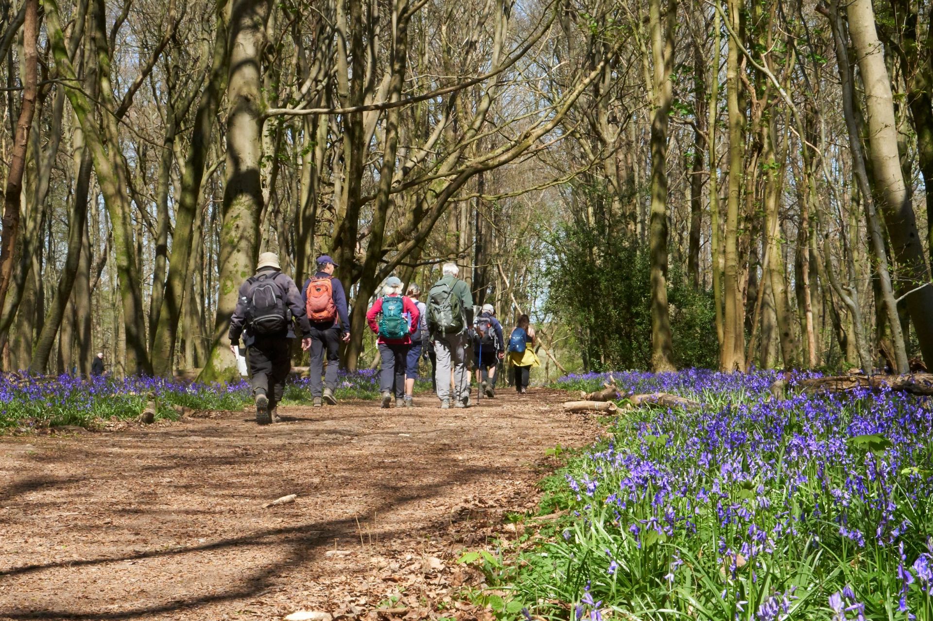 ramblers walking in woods with bluebells