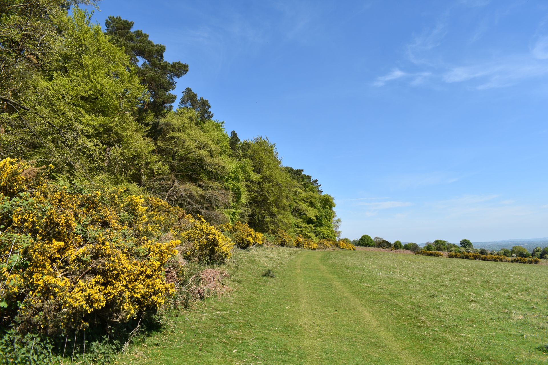Bircher common