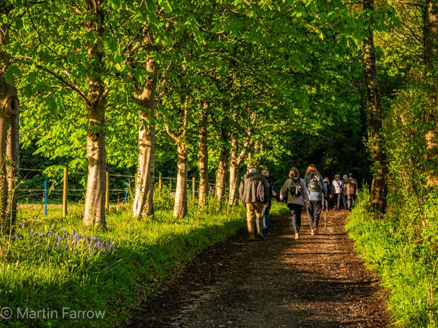 Ramblers walking down avenue in spring