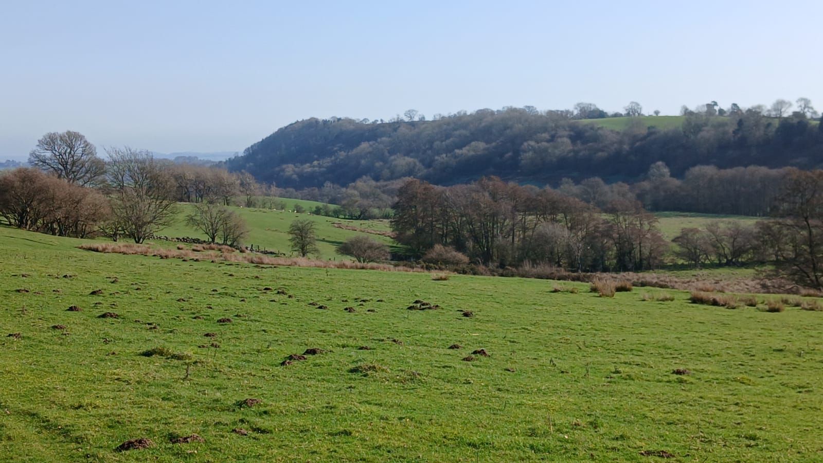 Netherwood Coppice from Causeway Wood