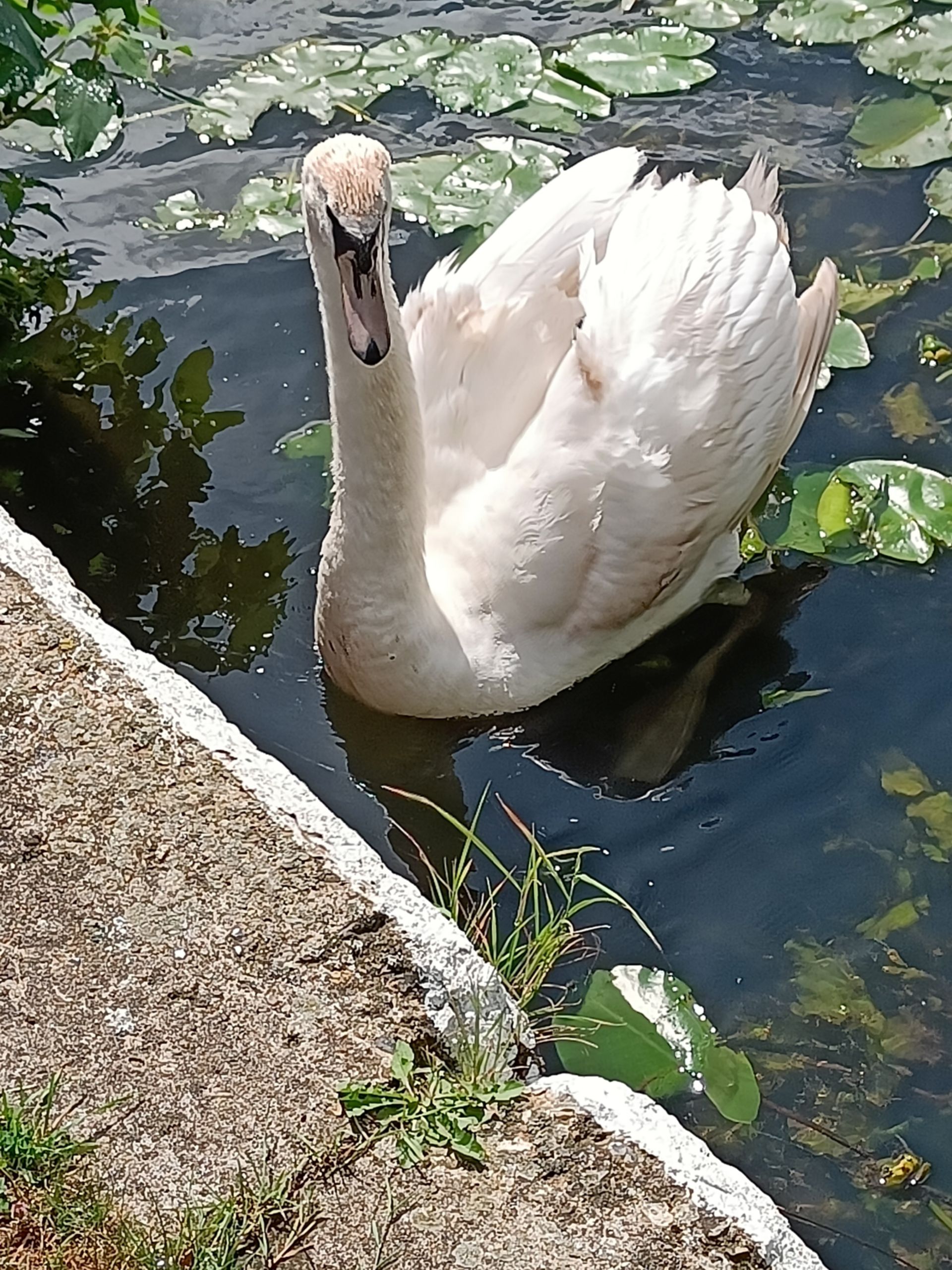 Swan