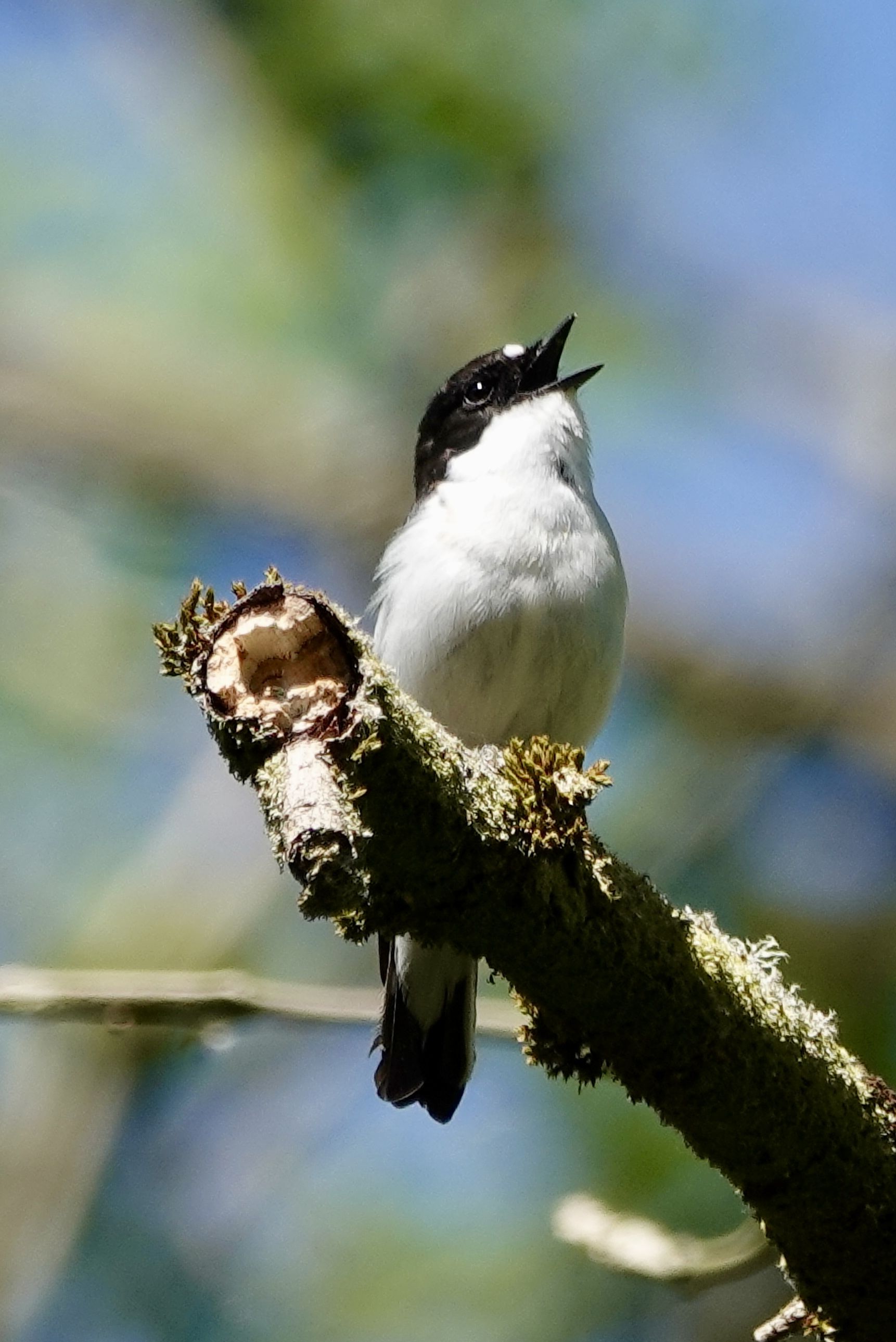 Pied Flycatcher at Coombes Valley