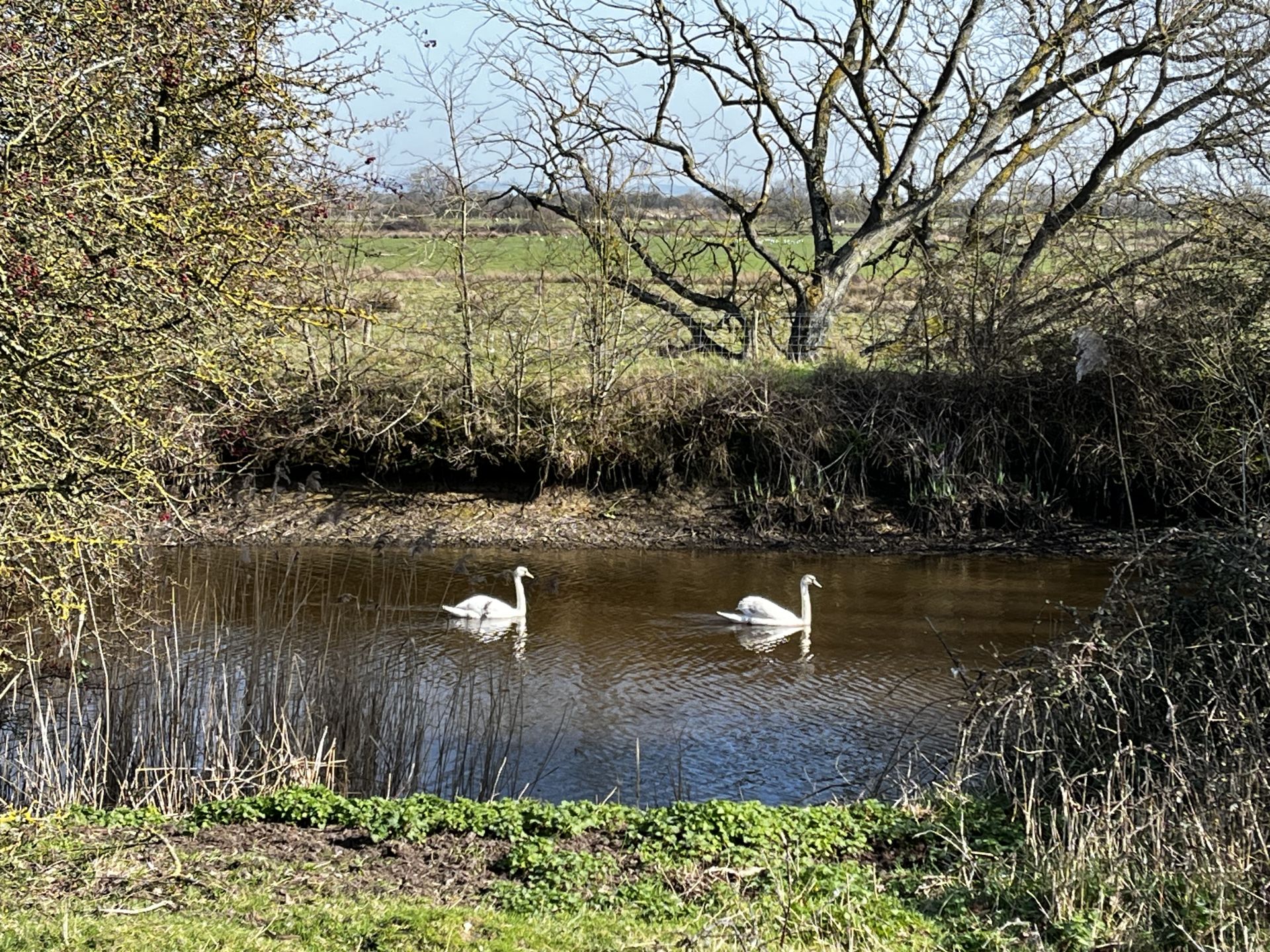 Swans on military canal