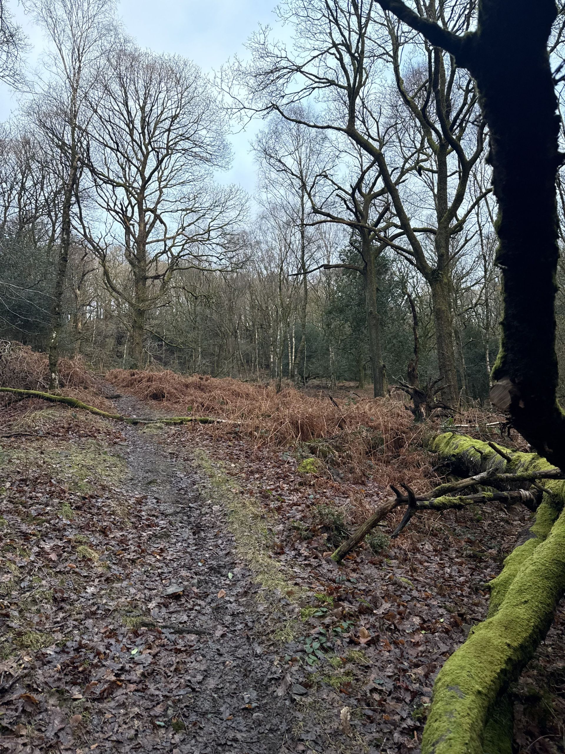 Woods near Finsthwaite