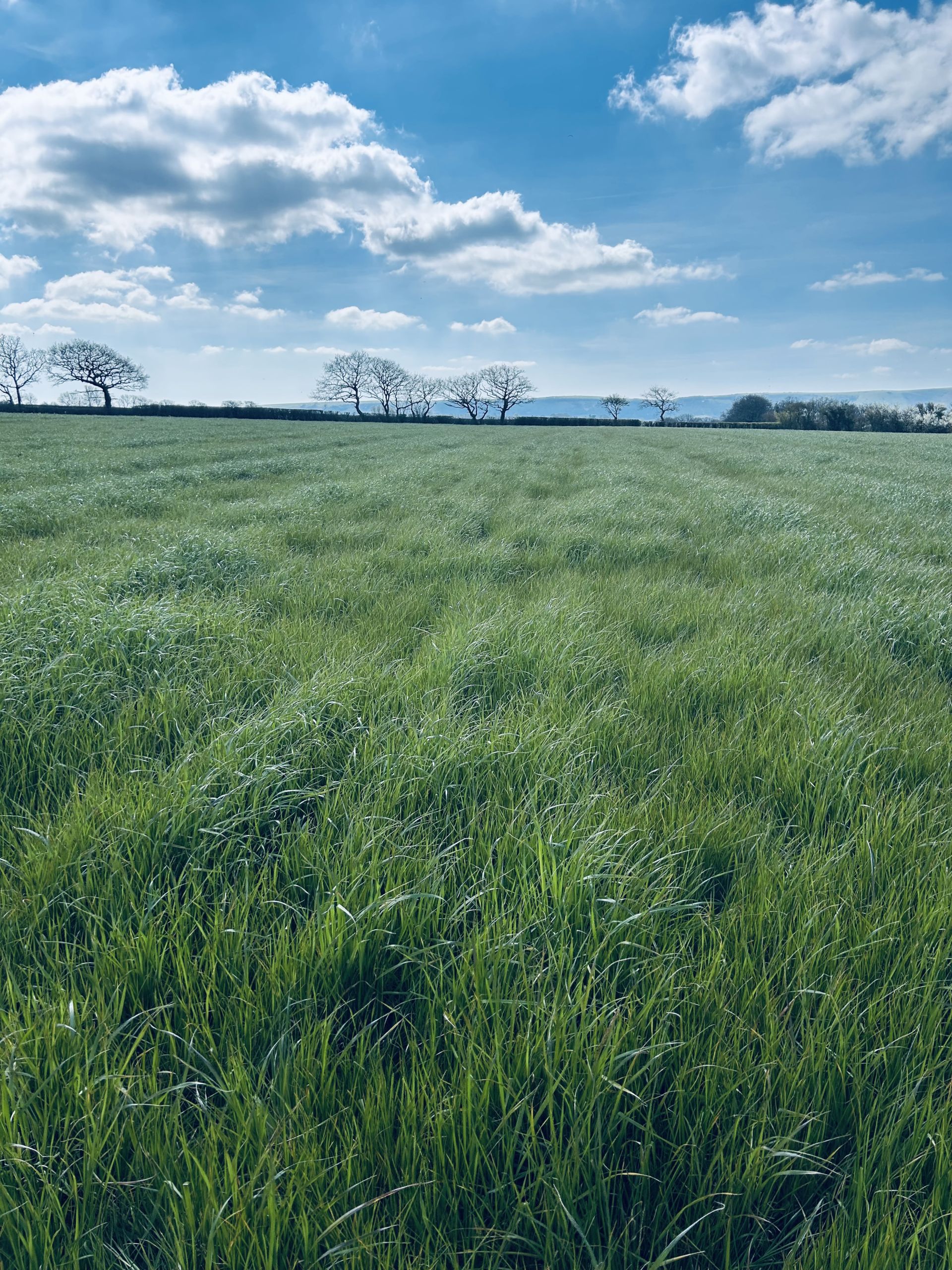 Fields near Arlington Reservoir