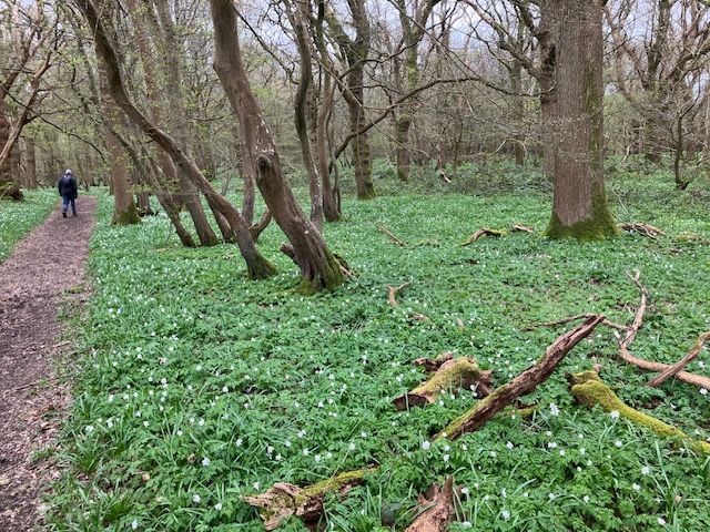 Arlington Woods Bluebells