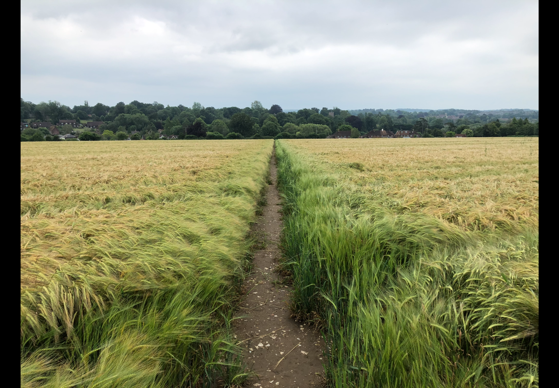 Approaching Alresford - a footpath through crops.