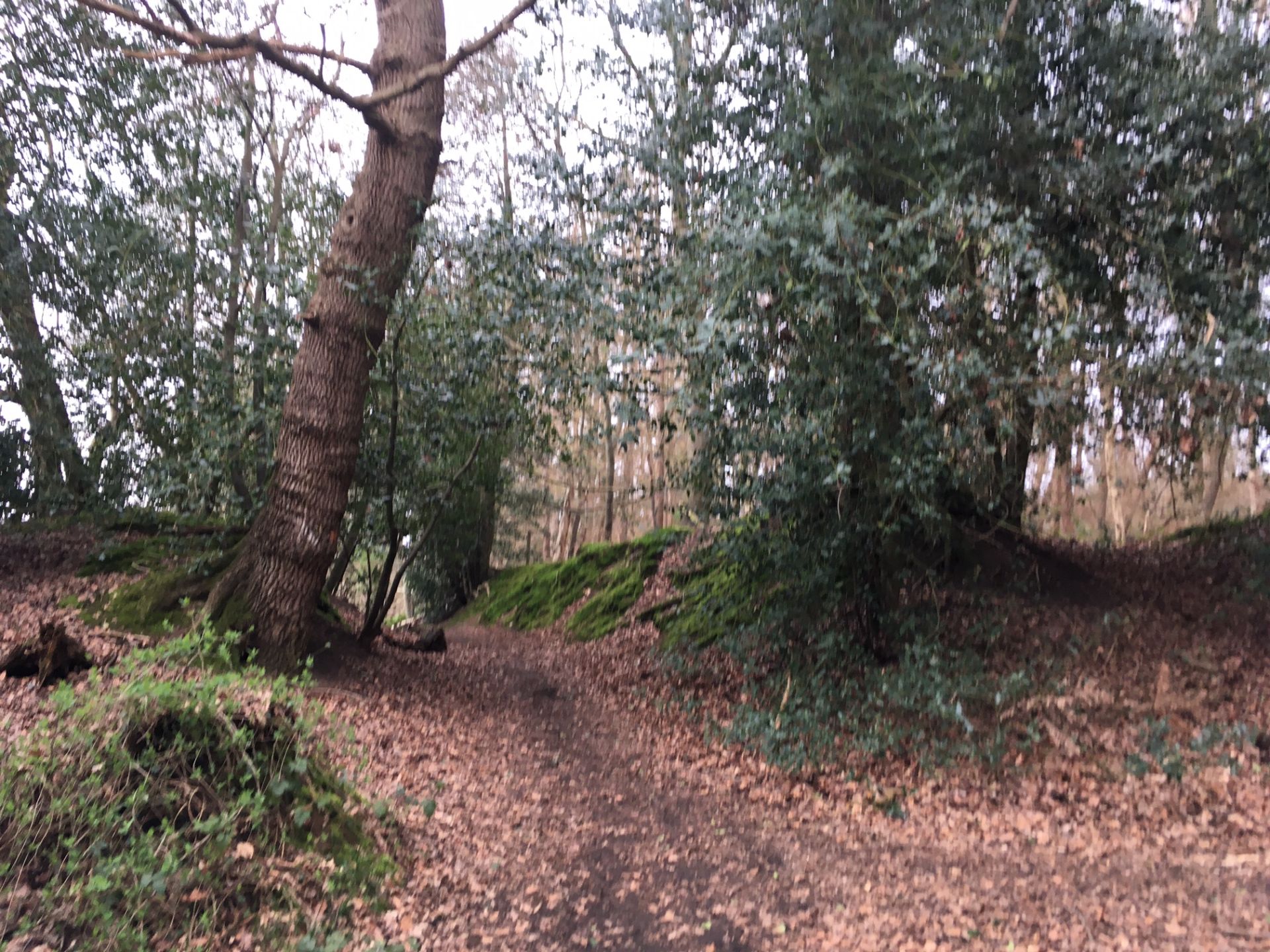 Heathland on the North Downs Way