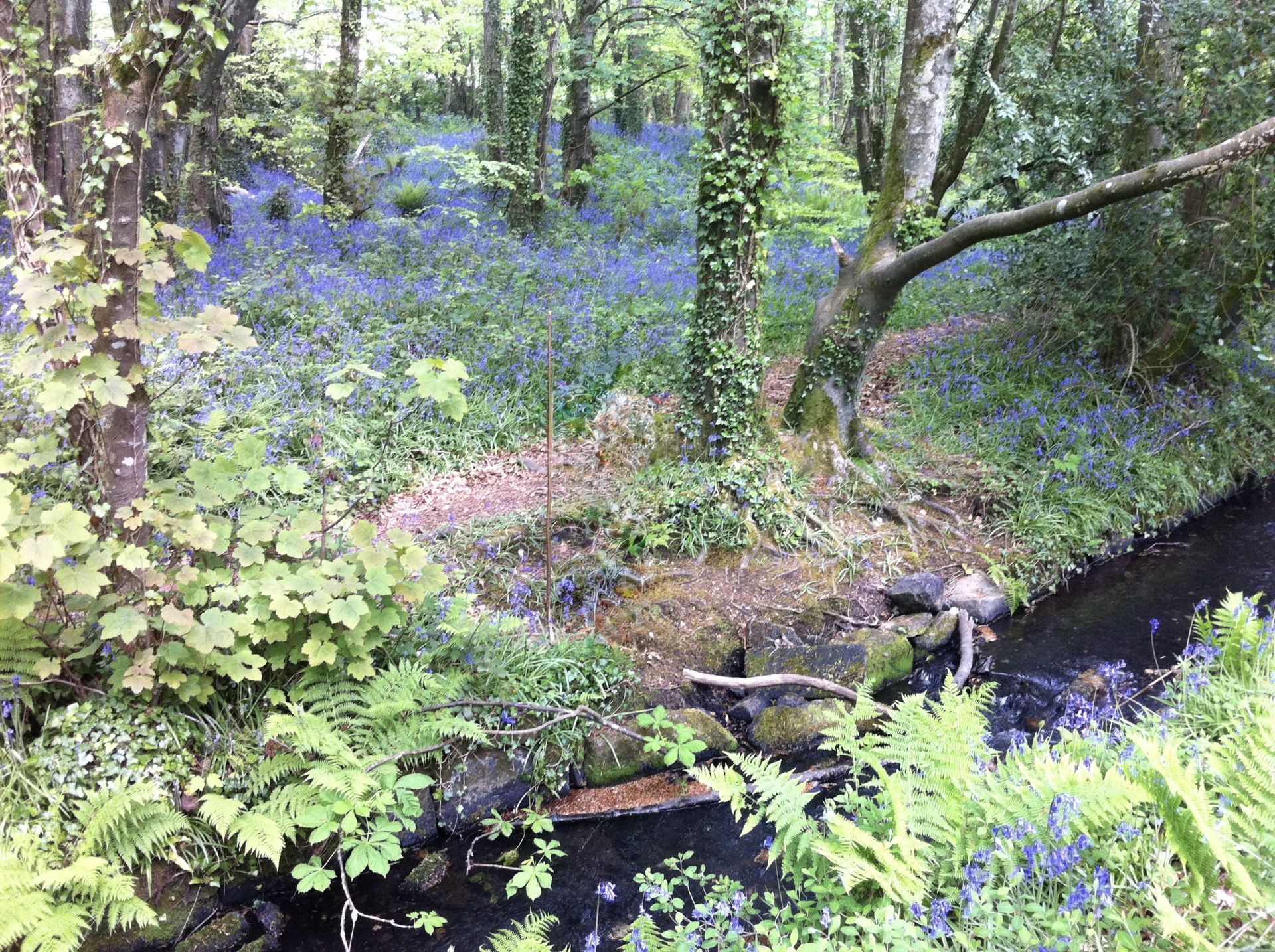 Bluebells