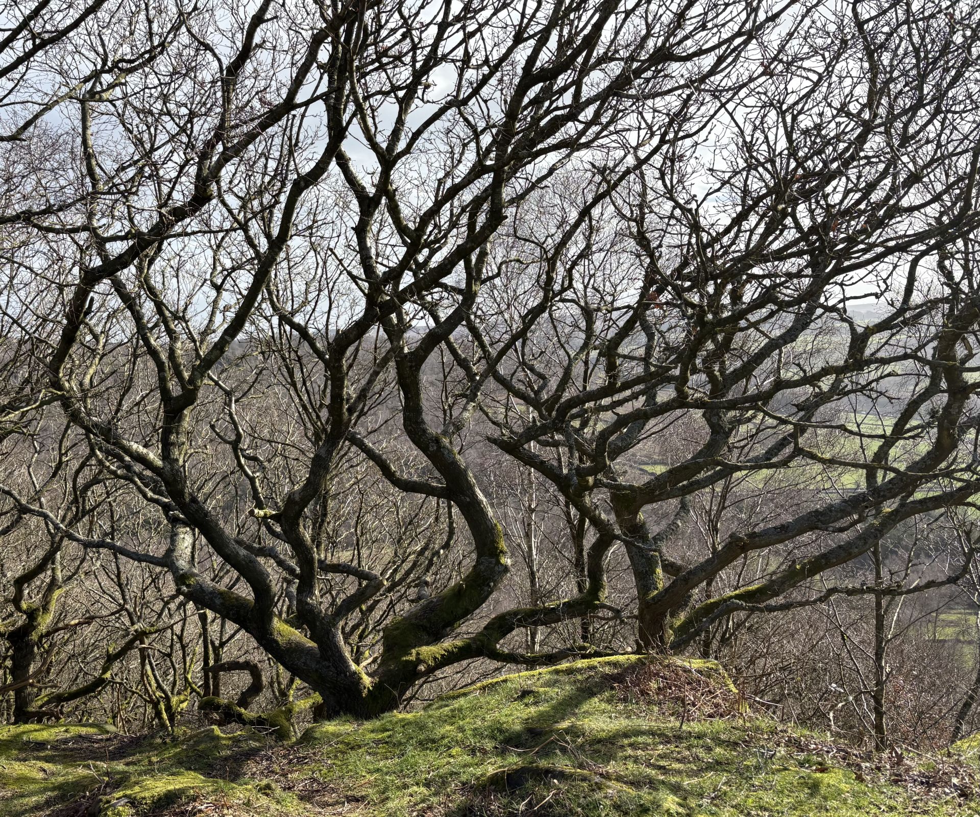 Grindleford tree