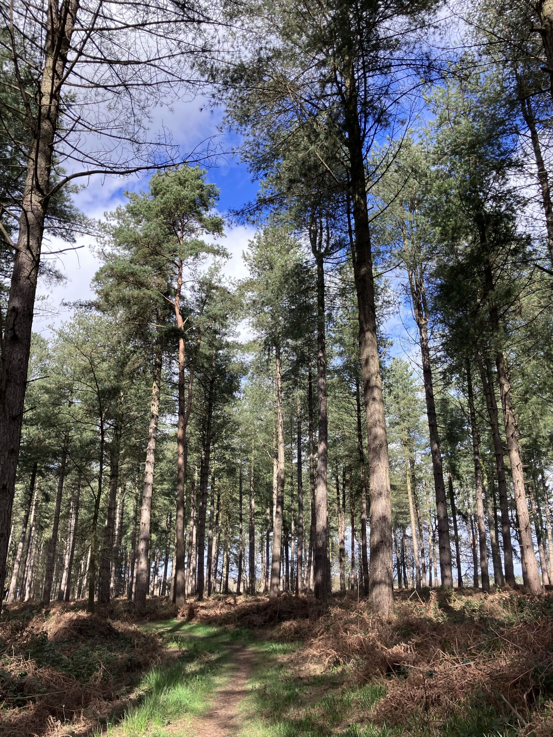 Church wood on the Packington Estate