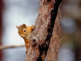 Red squirrel