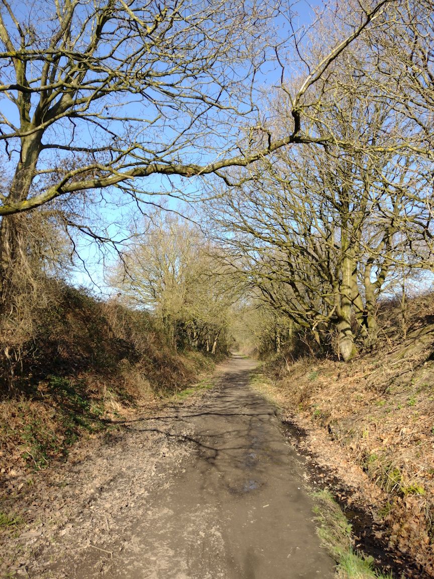 Tree-lined path on the Lines Way