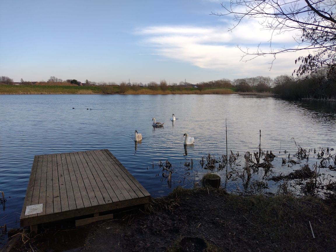 Lake with swans at Allerton Bywater