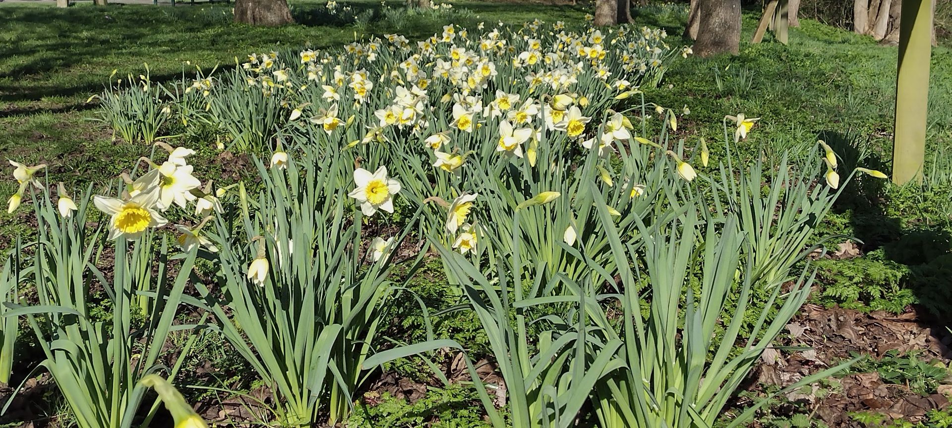 Daffodils