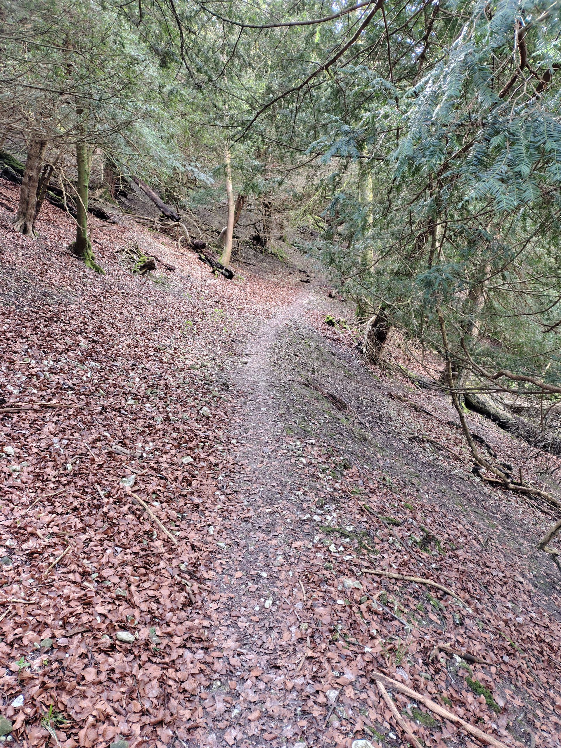 A path up to the South Downs Way