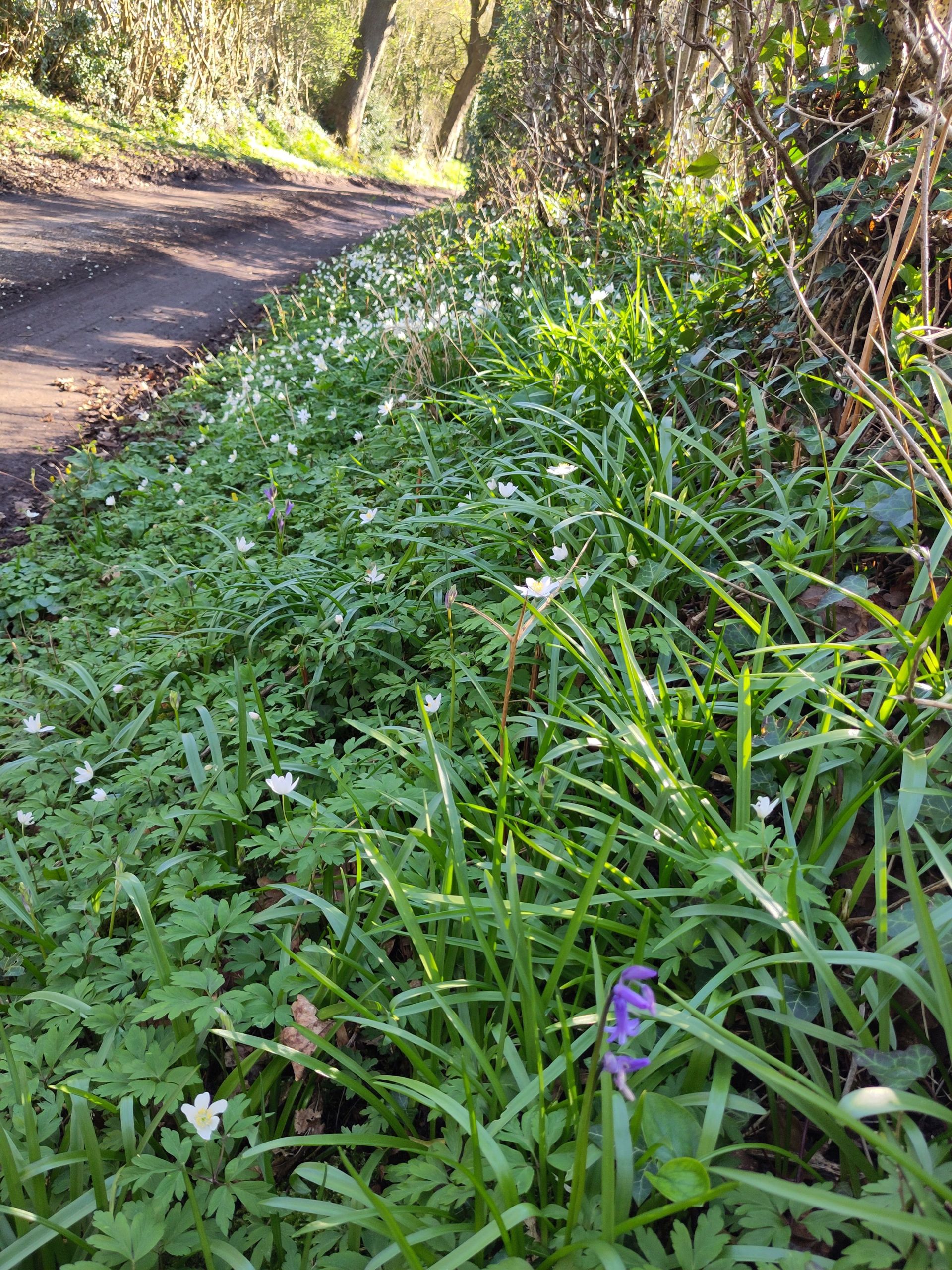 Woodland lane with wildflowers