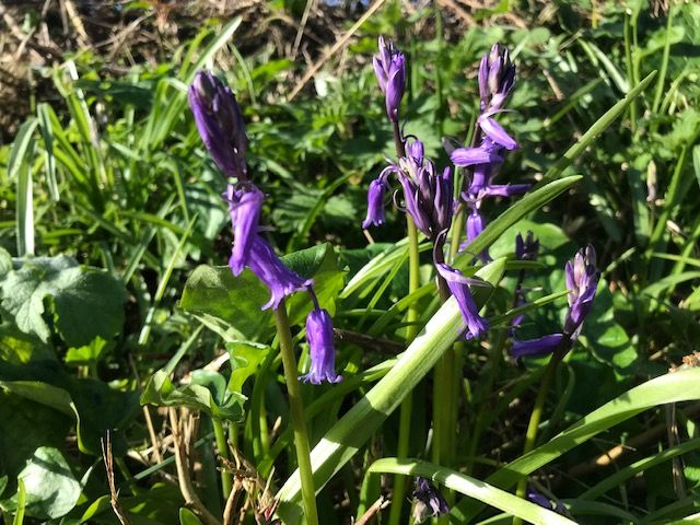 Bluebells