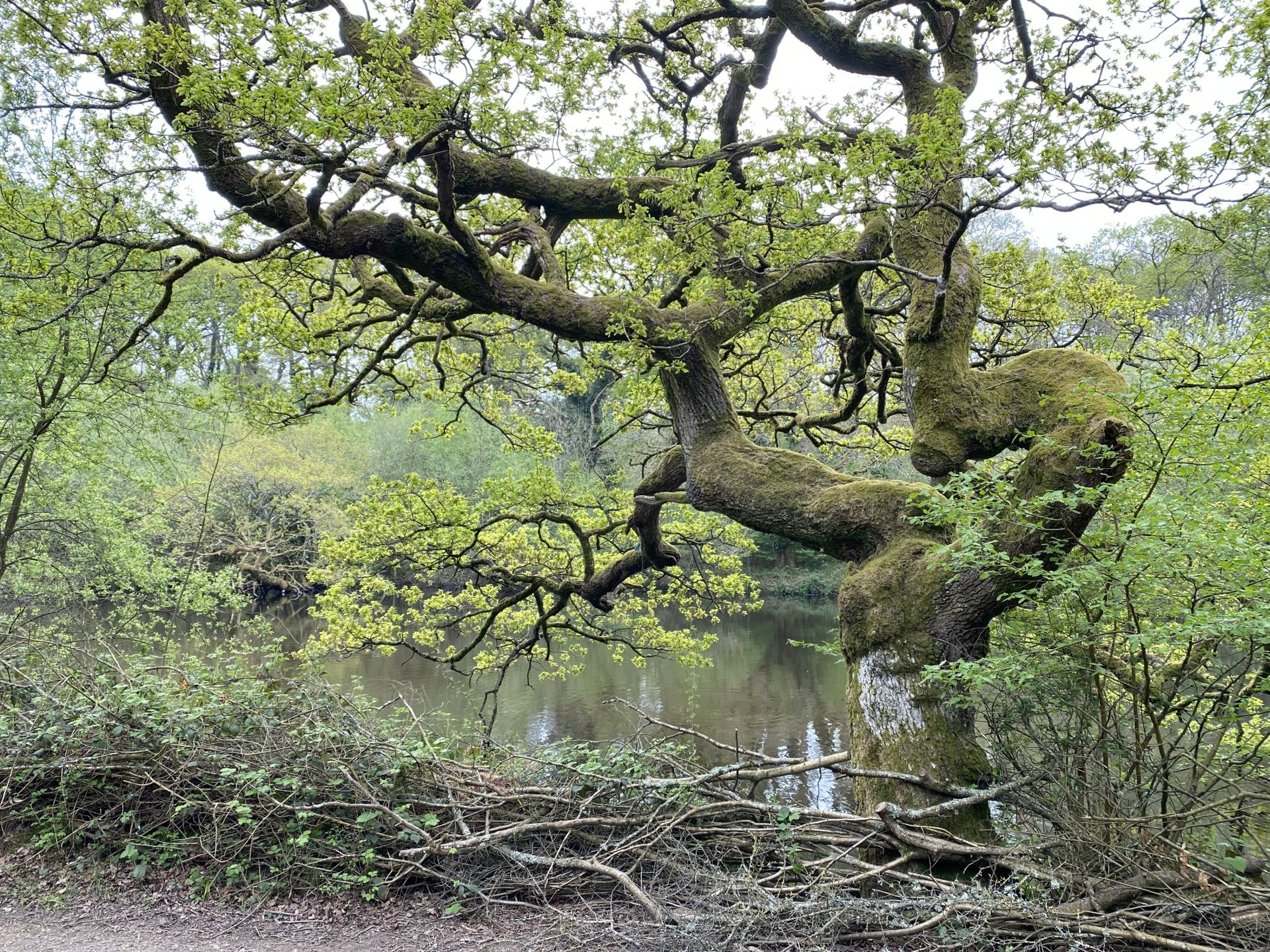 Ancient Oak