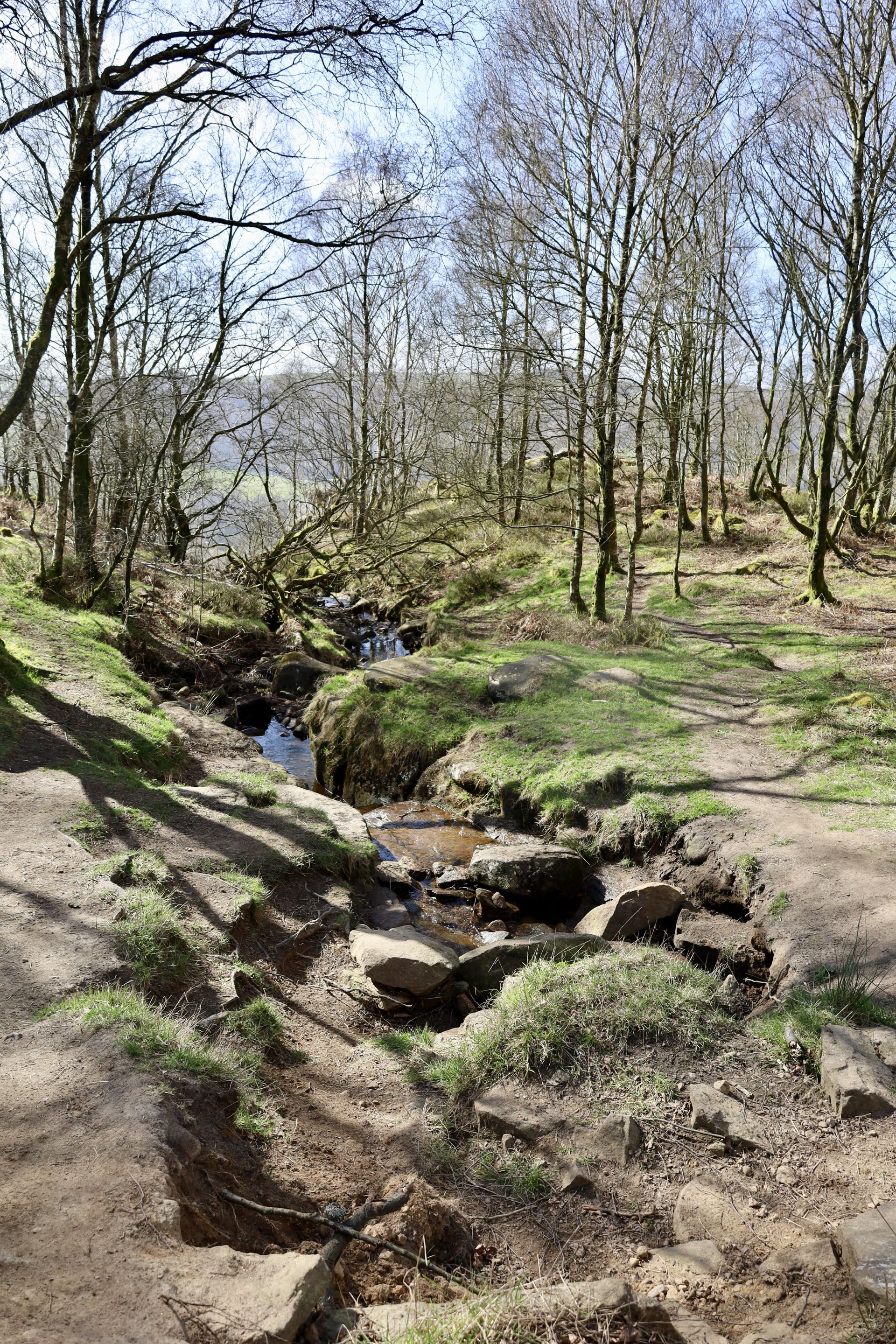 a small brook in woodlands