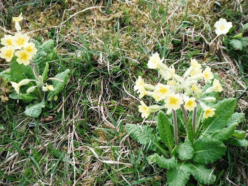 Oxlips