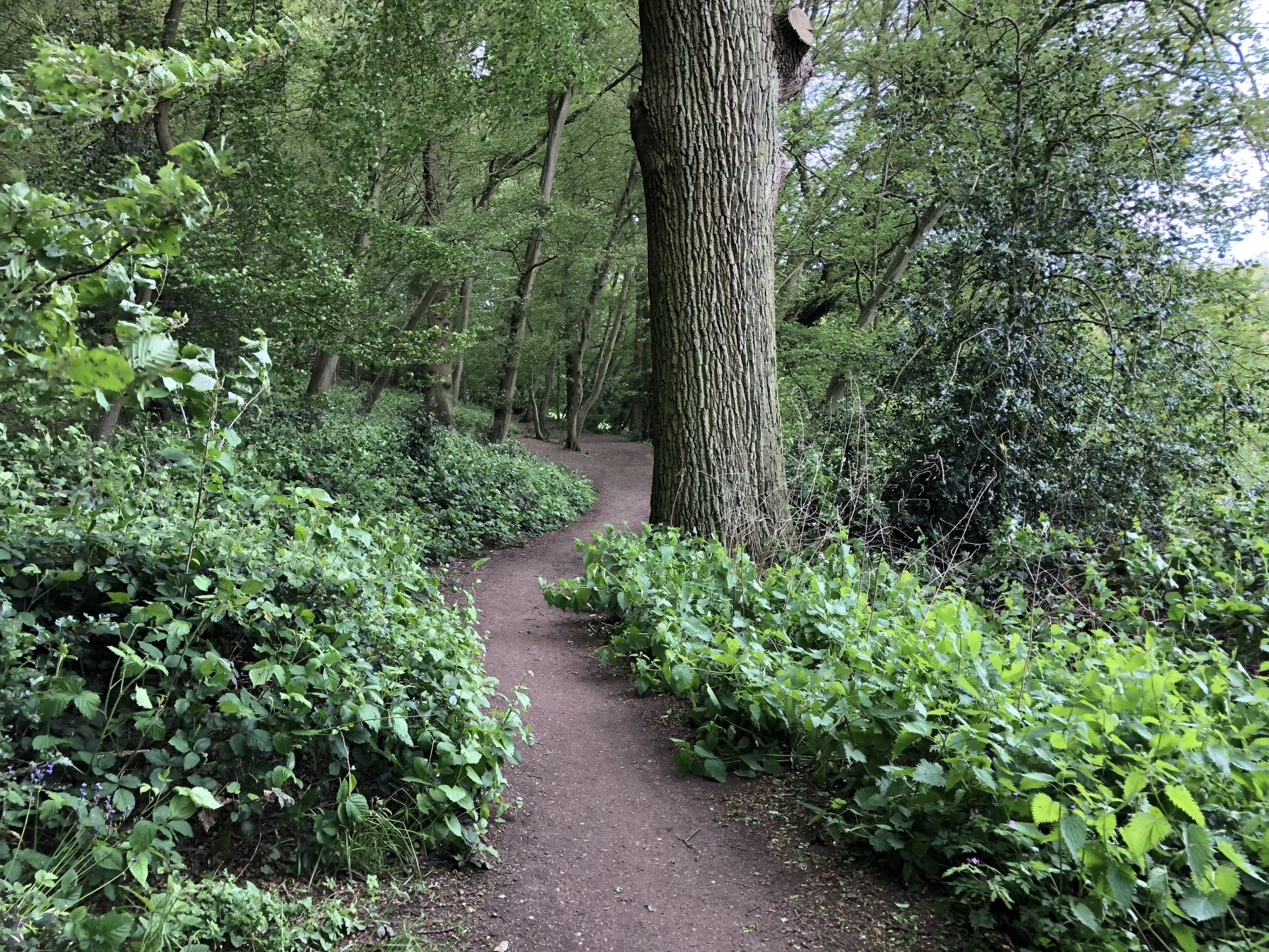 The woodland walk by the river Ash