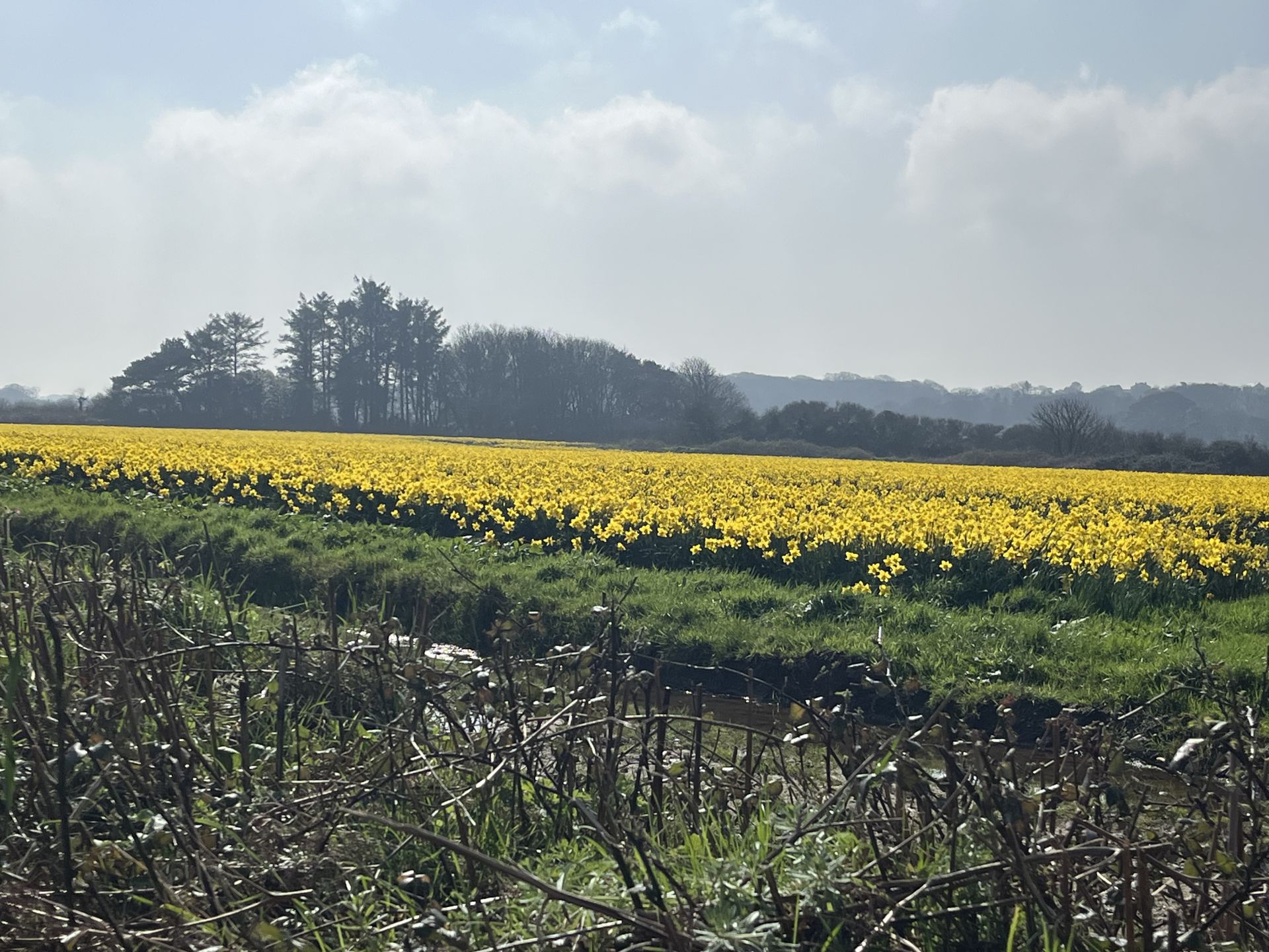 Fields of daffodils 