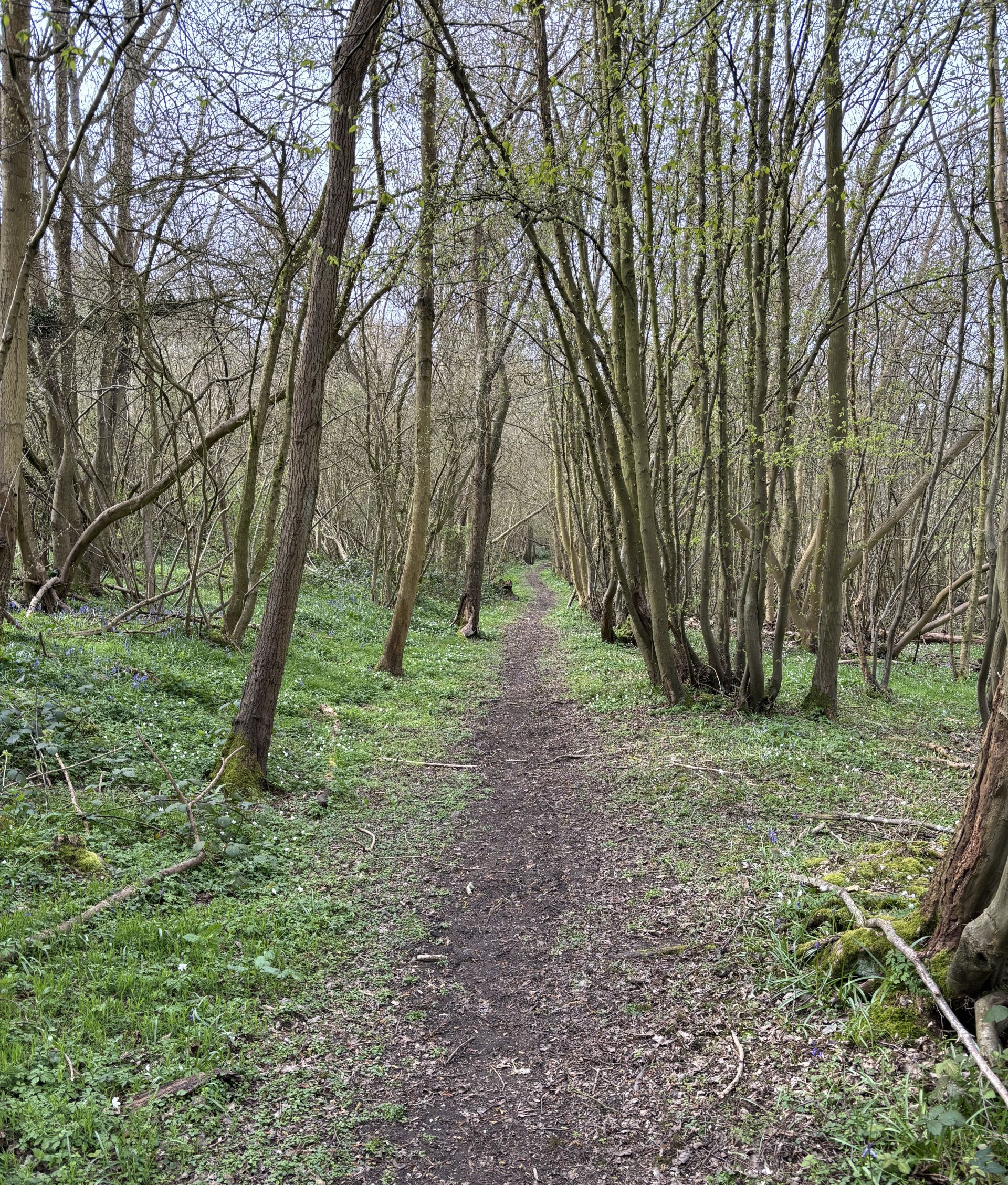 Path through woods